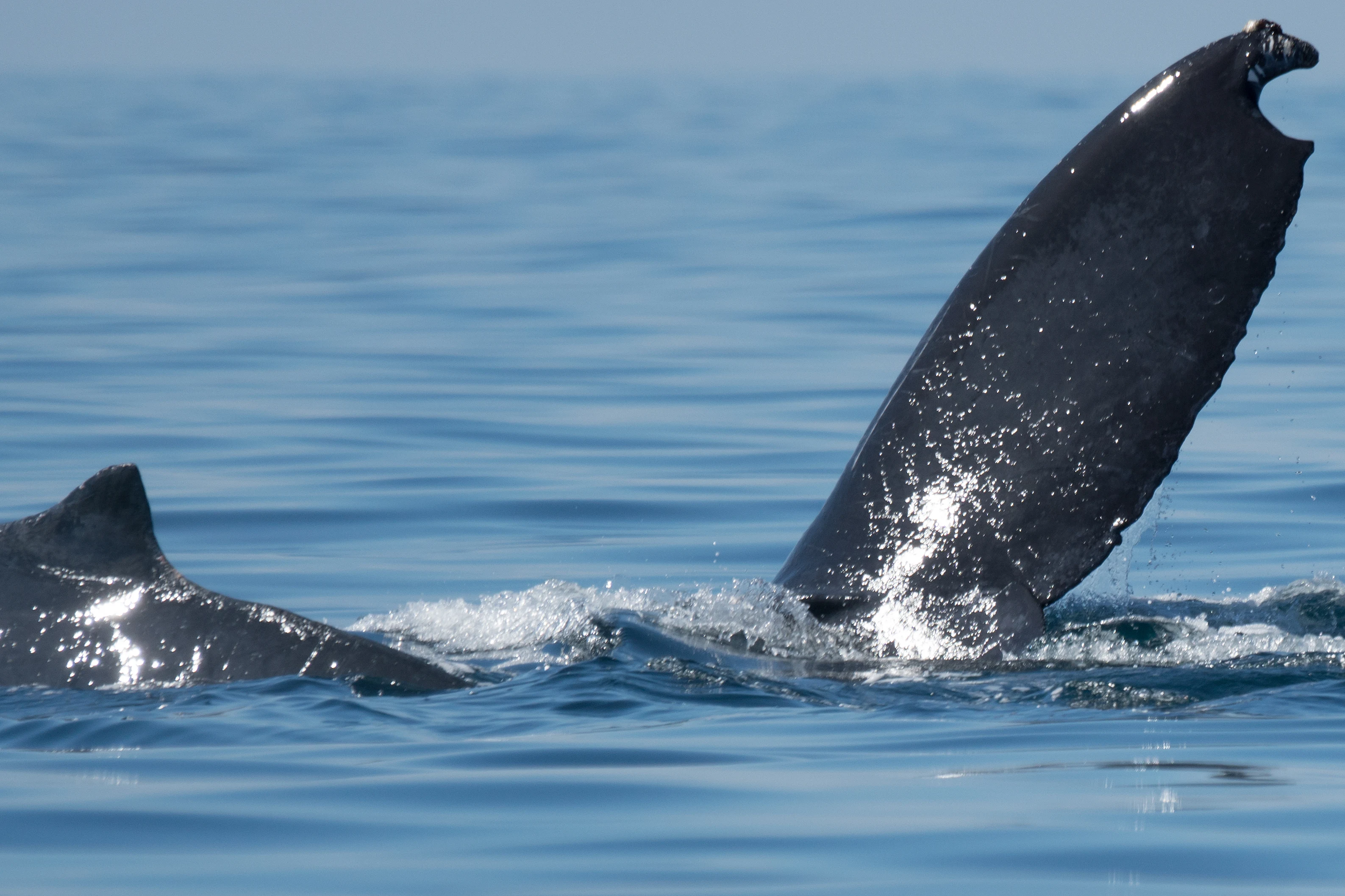 Humpback Whale, San Blas, Nayarit, Mexico — photo by Jim Bennett