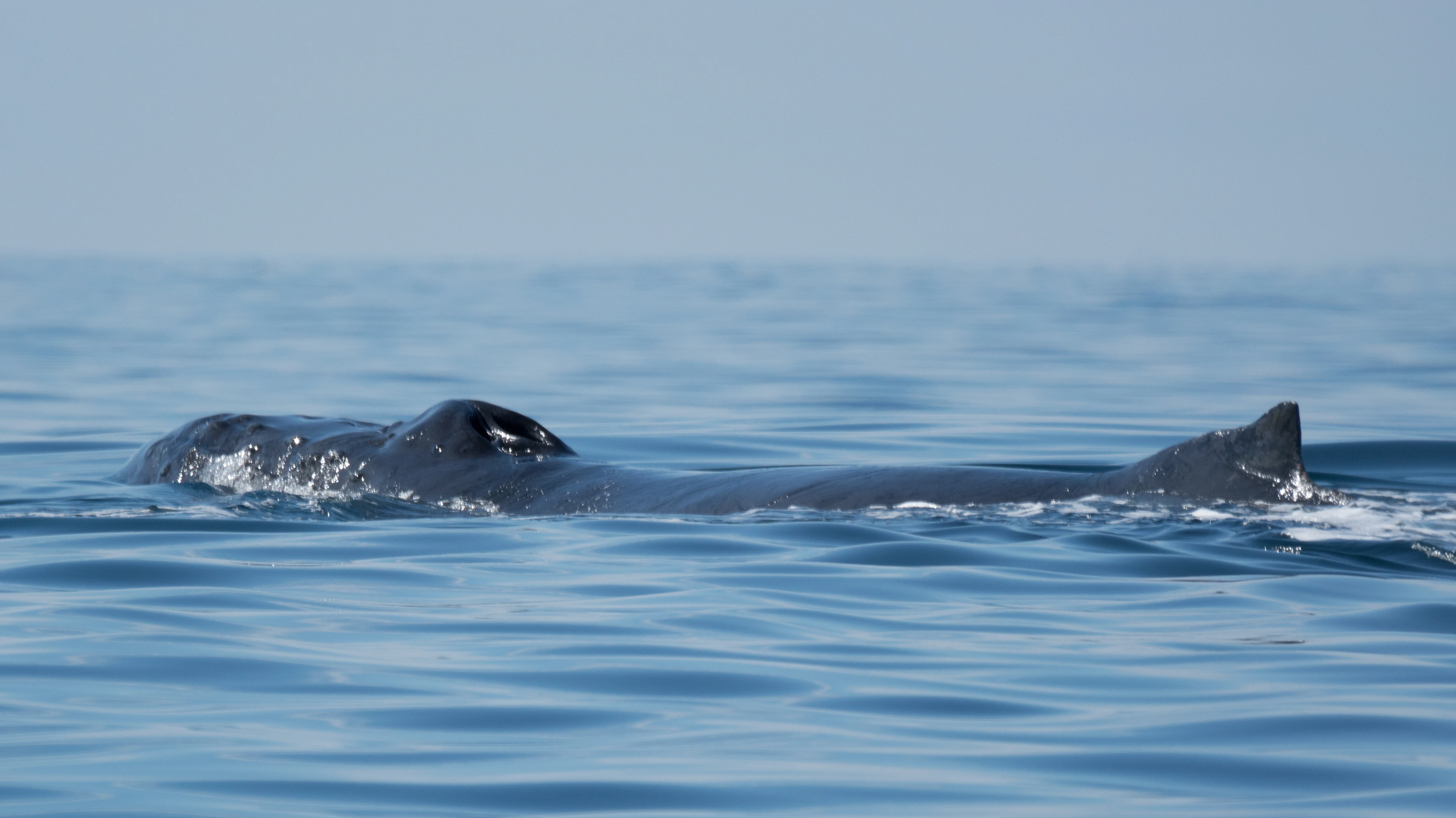 Humpback Whale, San Blas, Nayarit, Mexico — photo by Jim Bennett