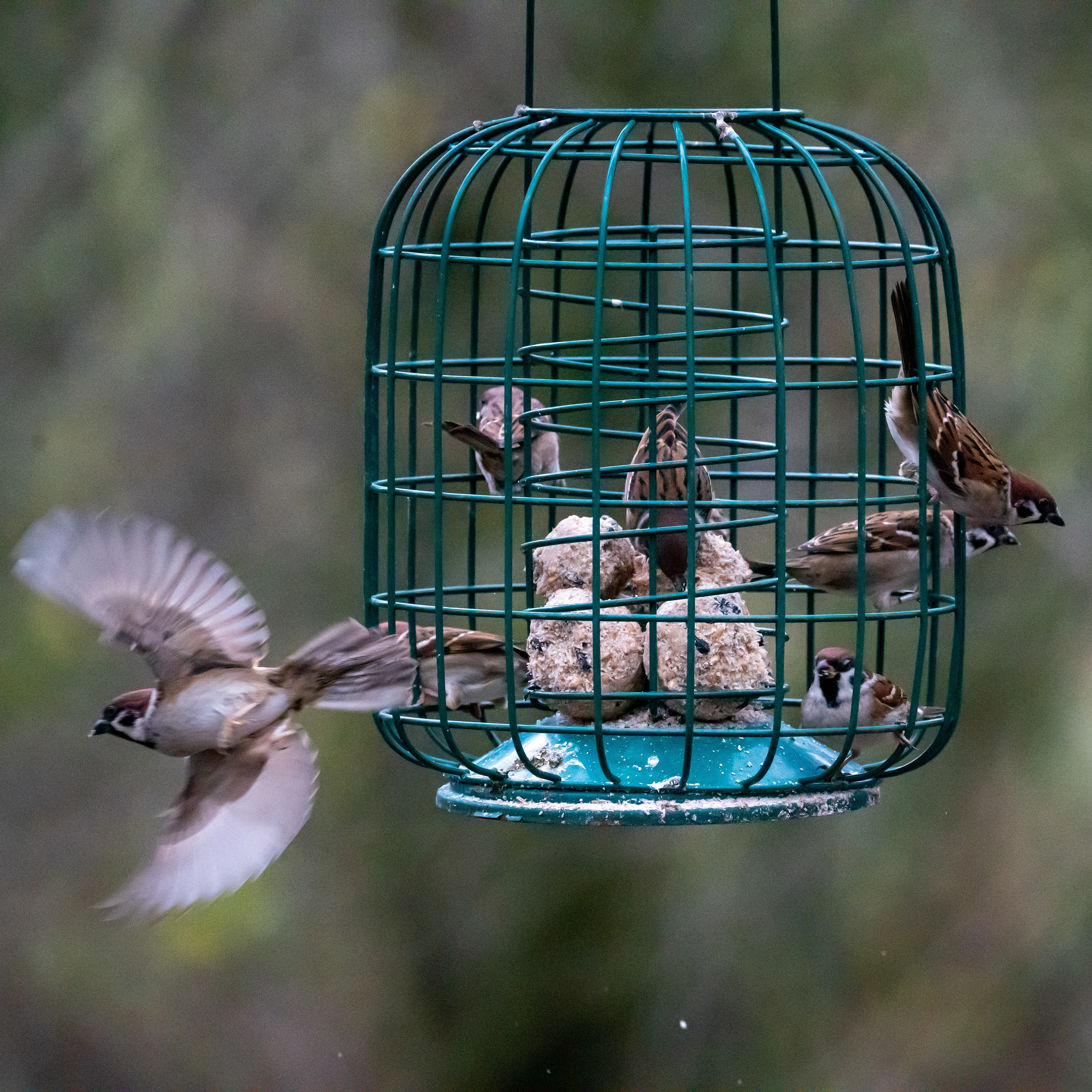 Tree Sparrows, RSPB Bempton, Yorkshire, UK — photo by Jim Bennett