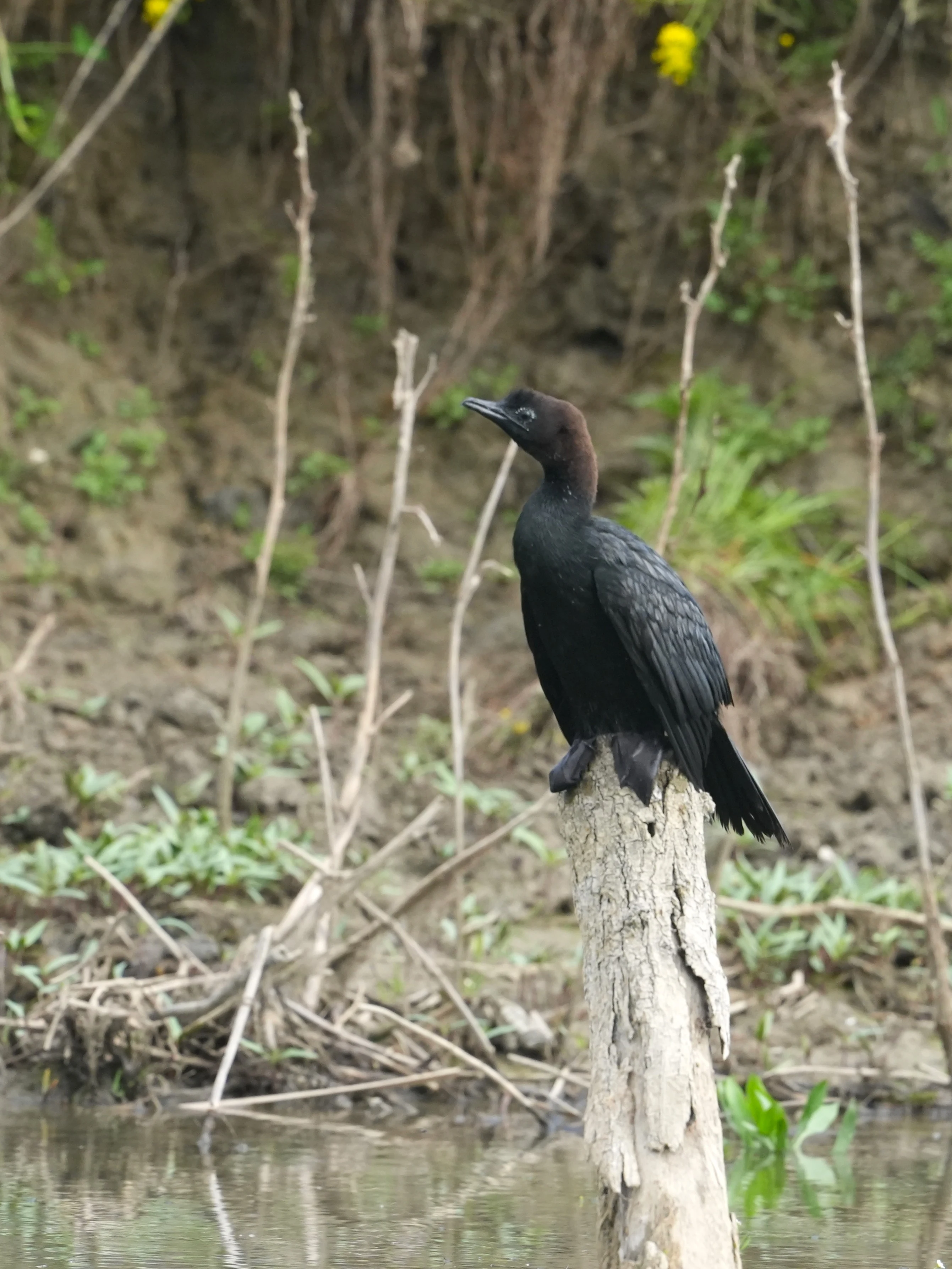 Pygmy Cormorant, Danube Delta, Romania — photo by Jim Bennett