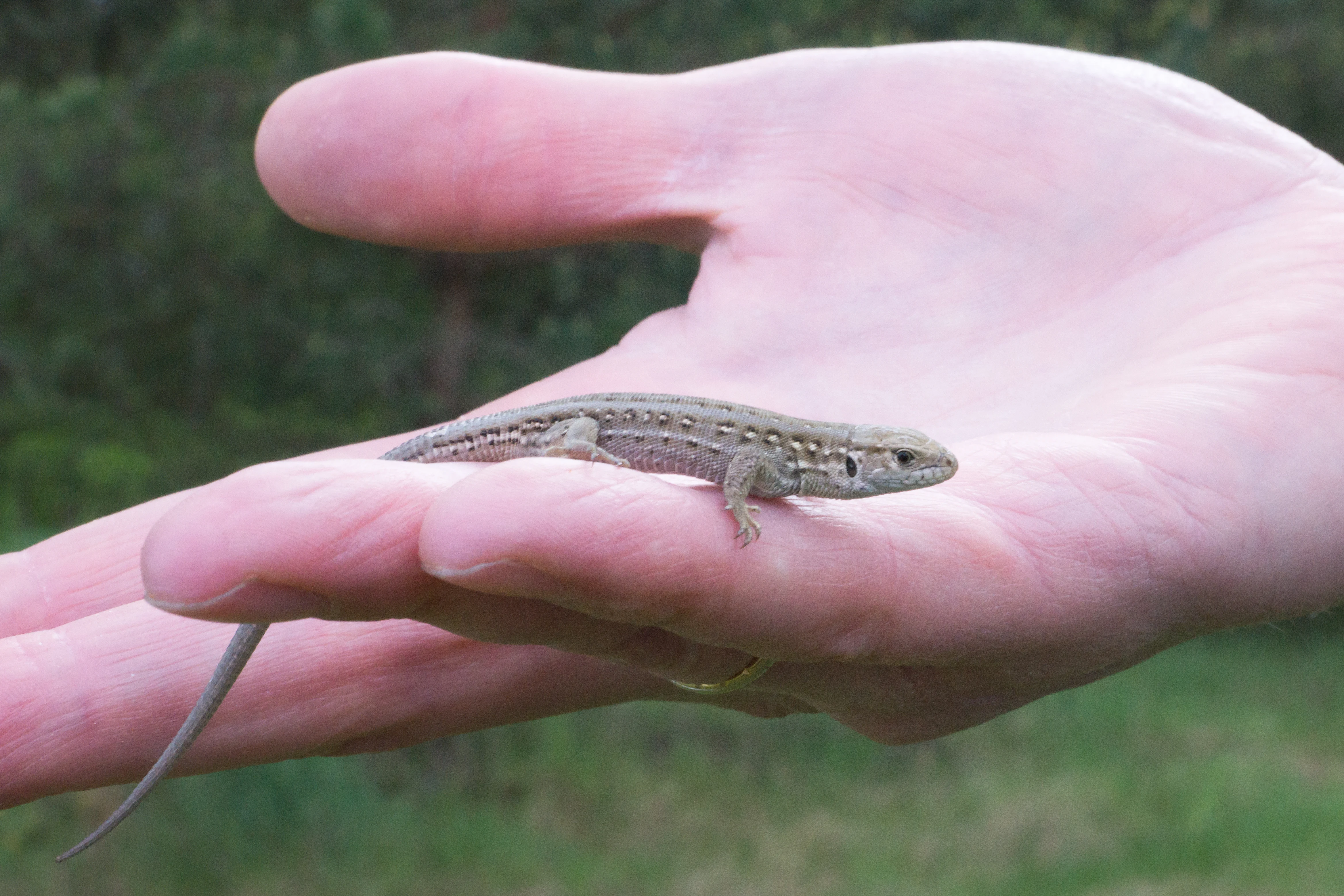Common Lizard, Siemieniakowszczyyzna, Poland — photo by Jim Bennett