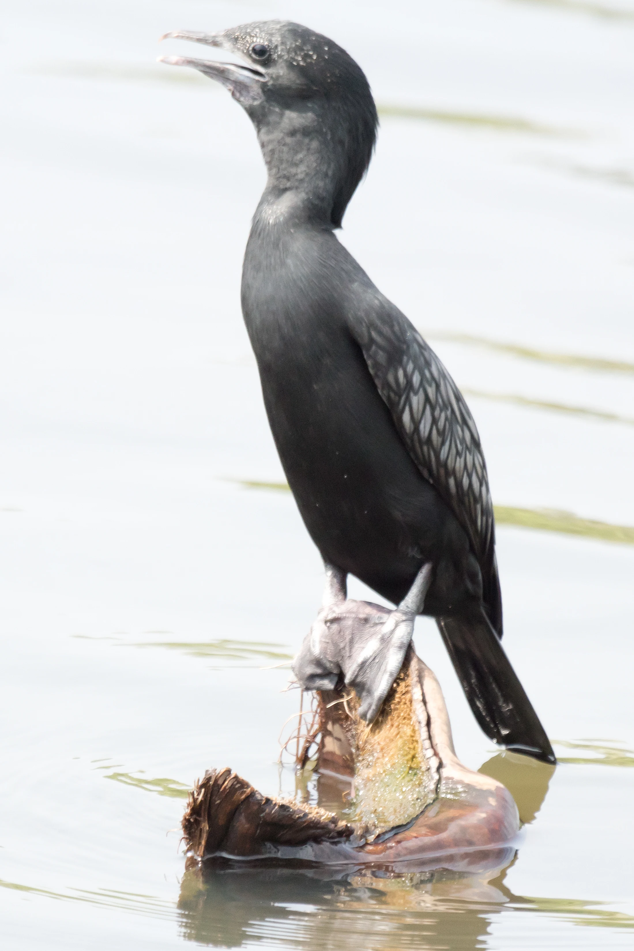 Little Cormorant, Kerala Backwaters, Kerala, India — photo by Jim Bennett