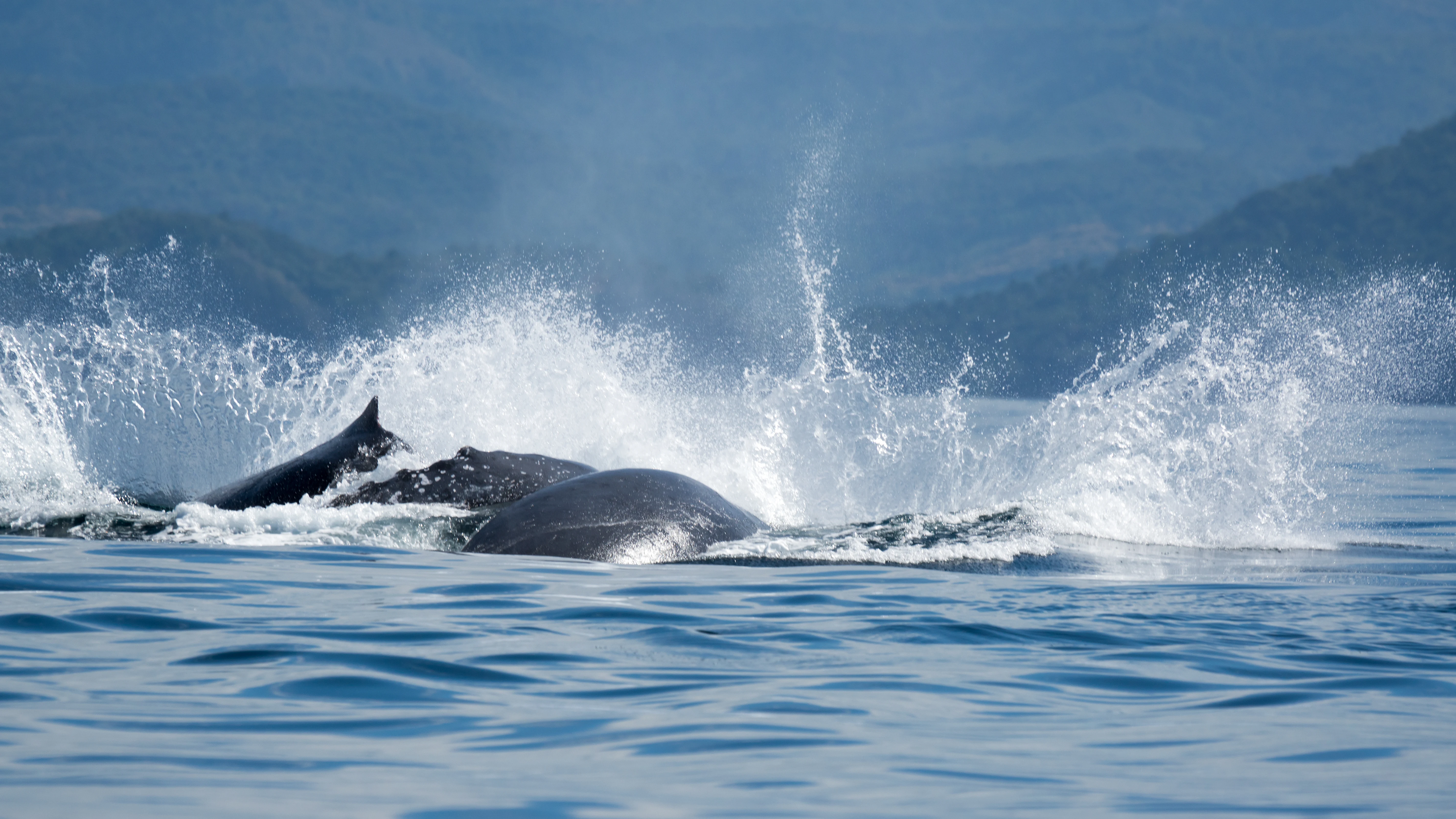 Humpback Whales, San Blas, Nayarit, Mexico — photo by Jim Bennett