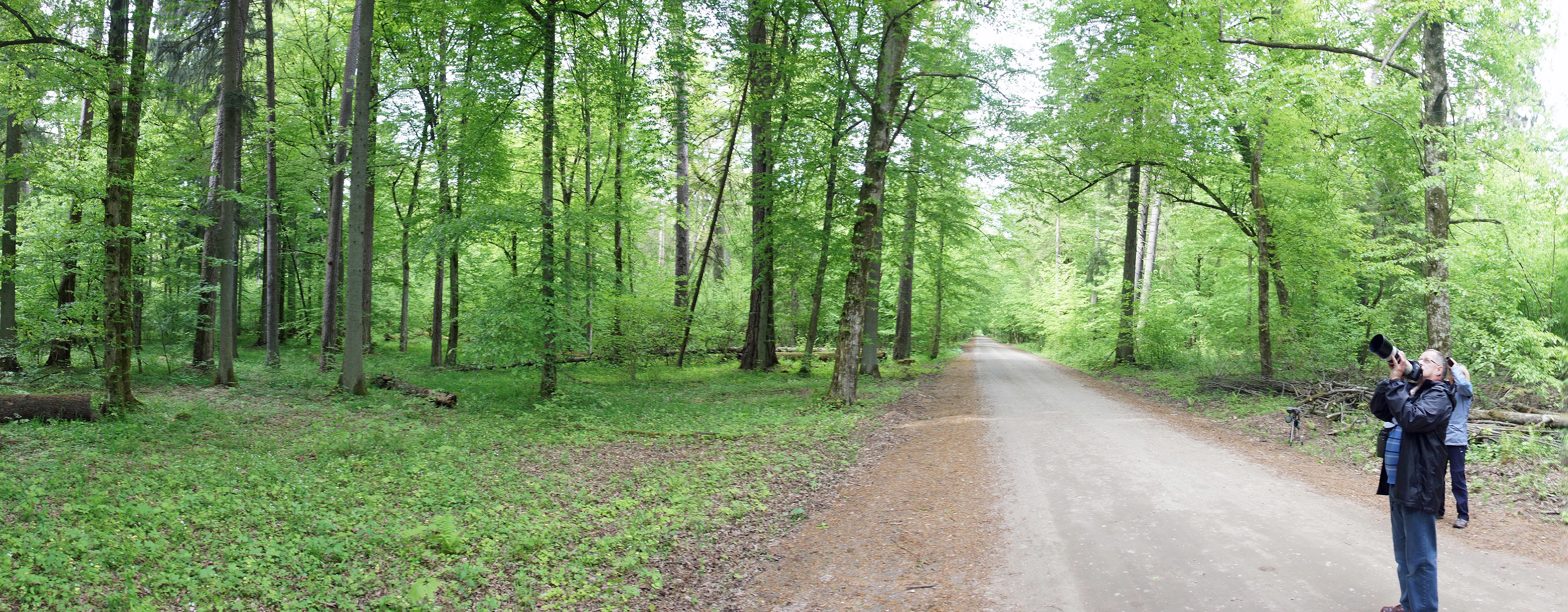 DSC04681, Bialowieza, Poland — photo by Jim Bennett