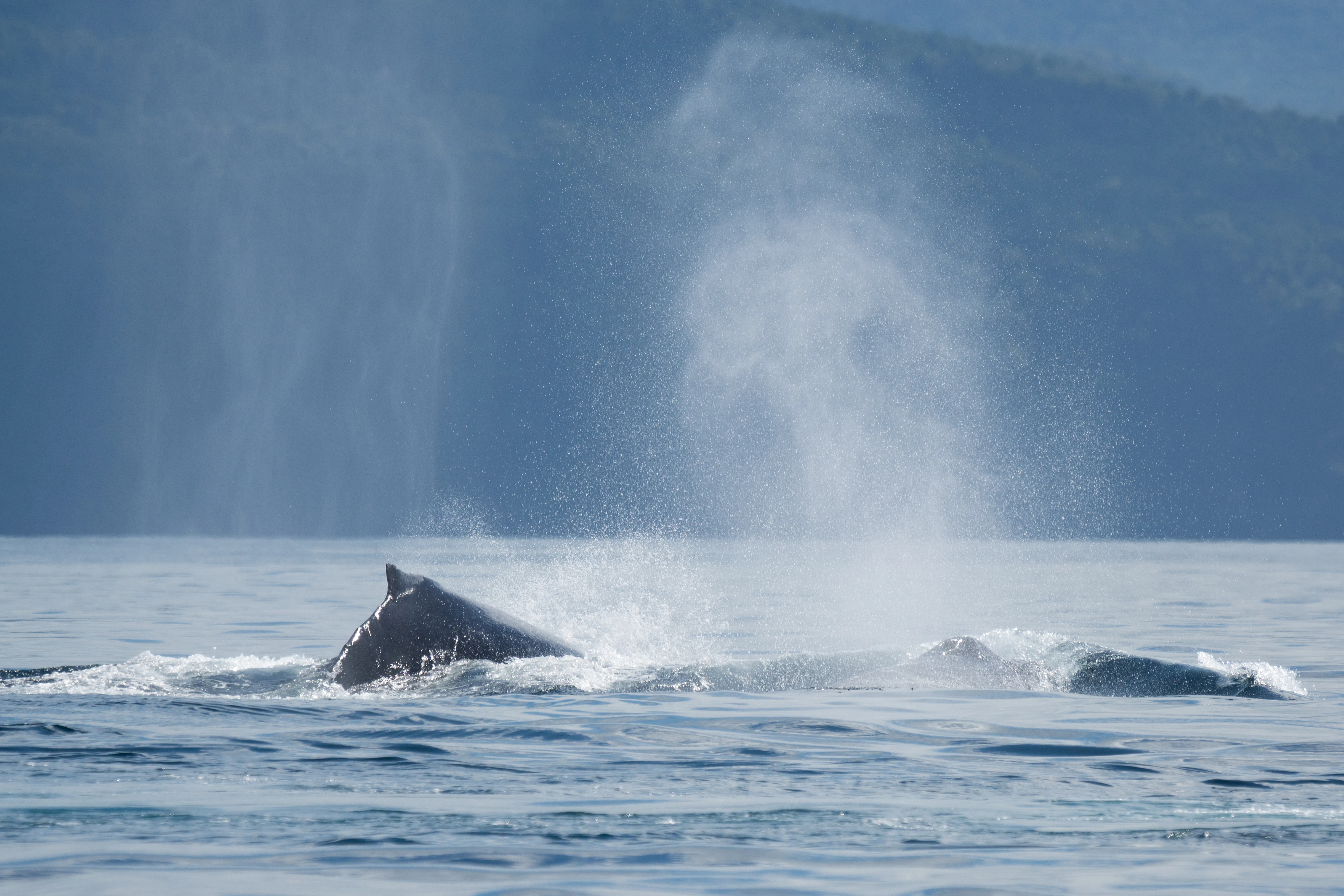 Humpback Whales, San Blas, Nayarit, Mexico — photo by Jim Bennett