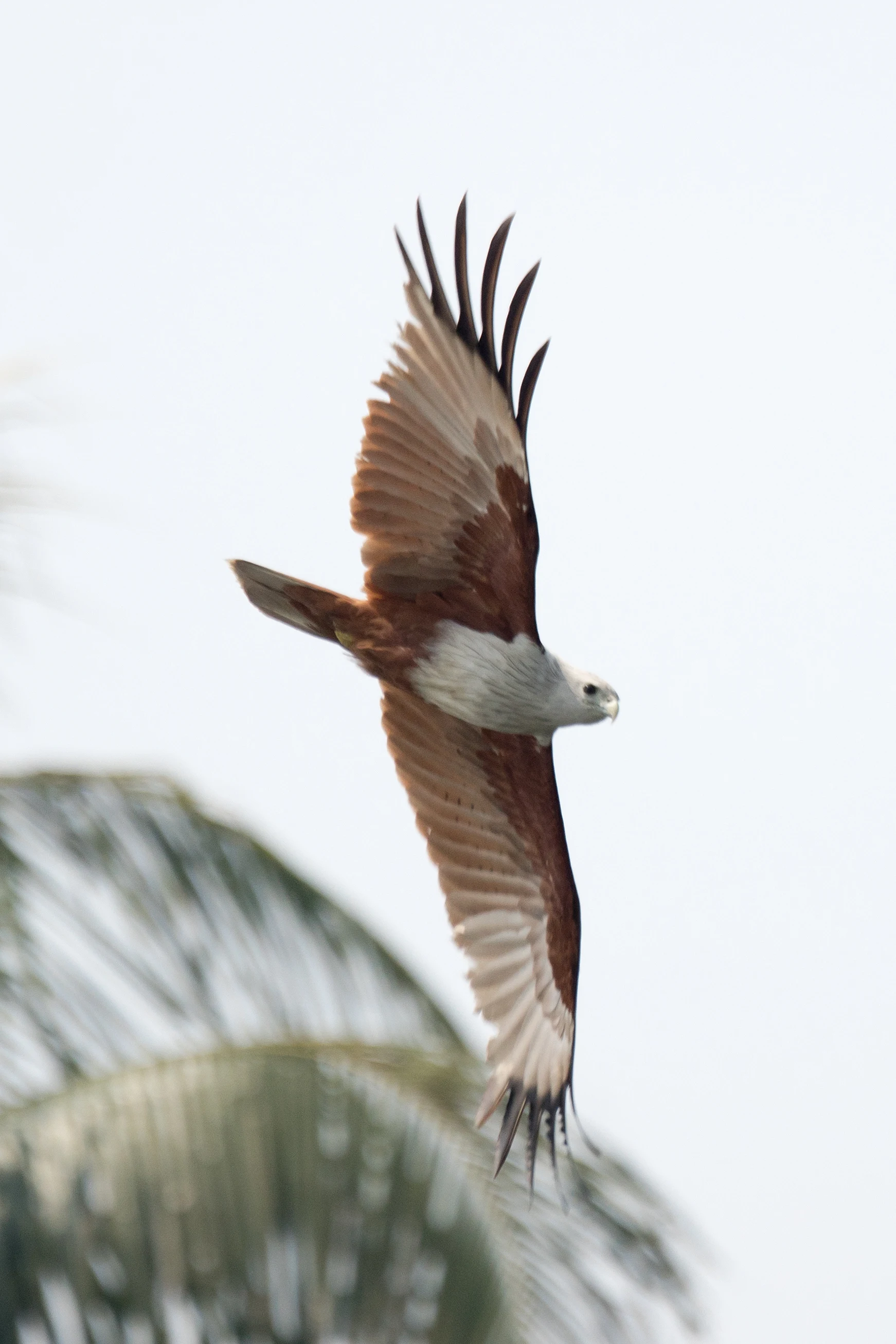Brahminy Kite, Kerala Backwaters, Kerala, India — photo by Jim Bennett