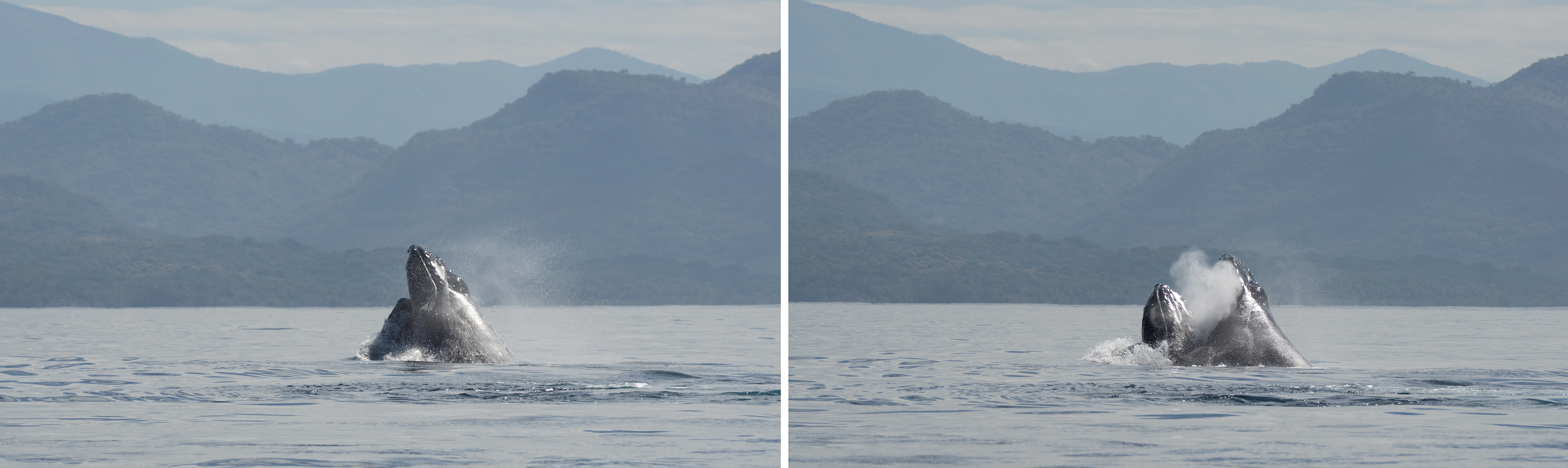 Humpback Whales, San Blas, Nayarit, Mexico — photo by Jim Bennett