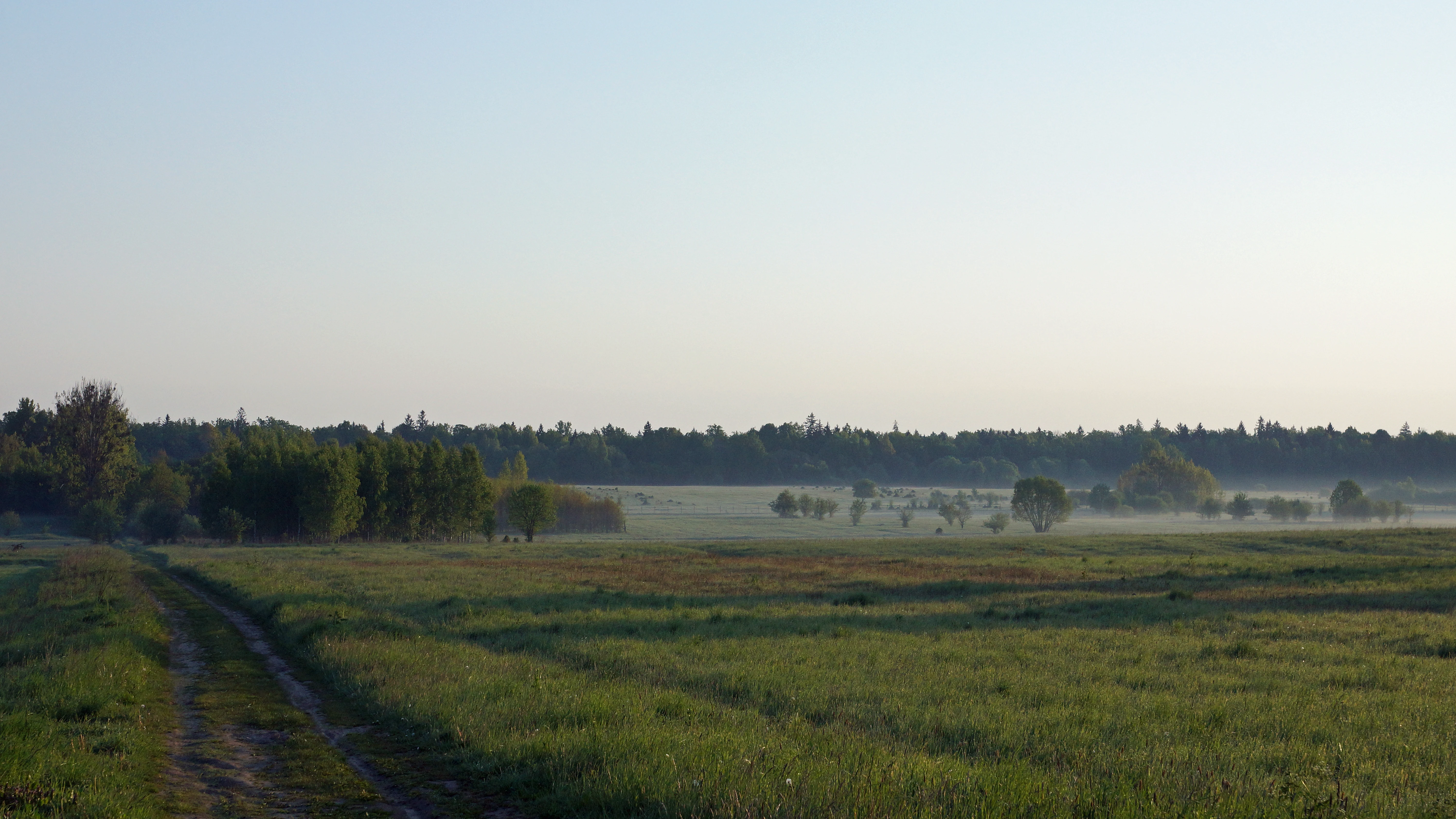 The Reserved Forest, Bialowieza, Poland — photo by Jim Bennett