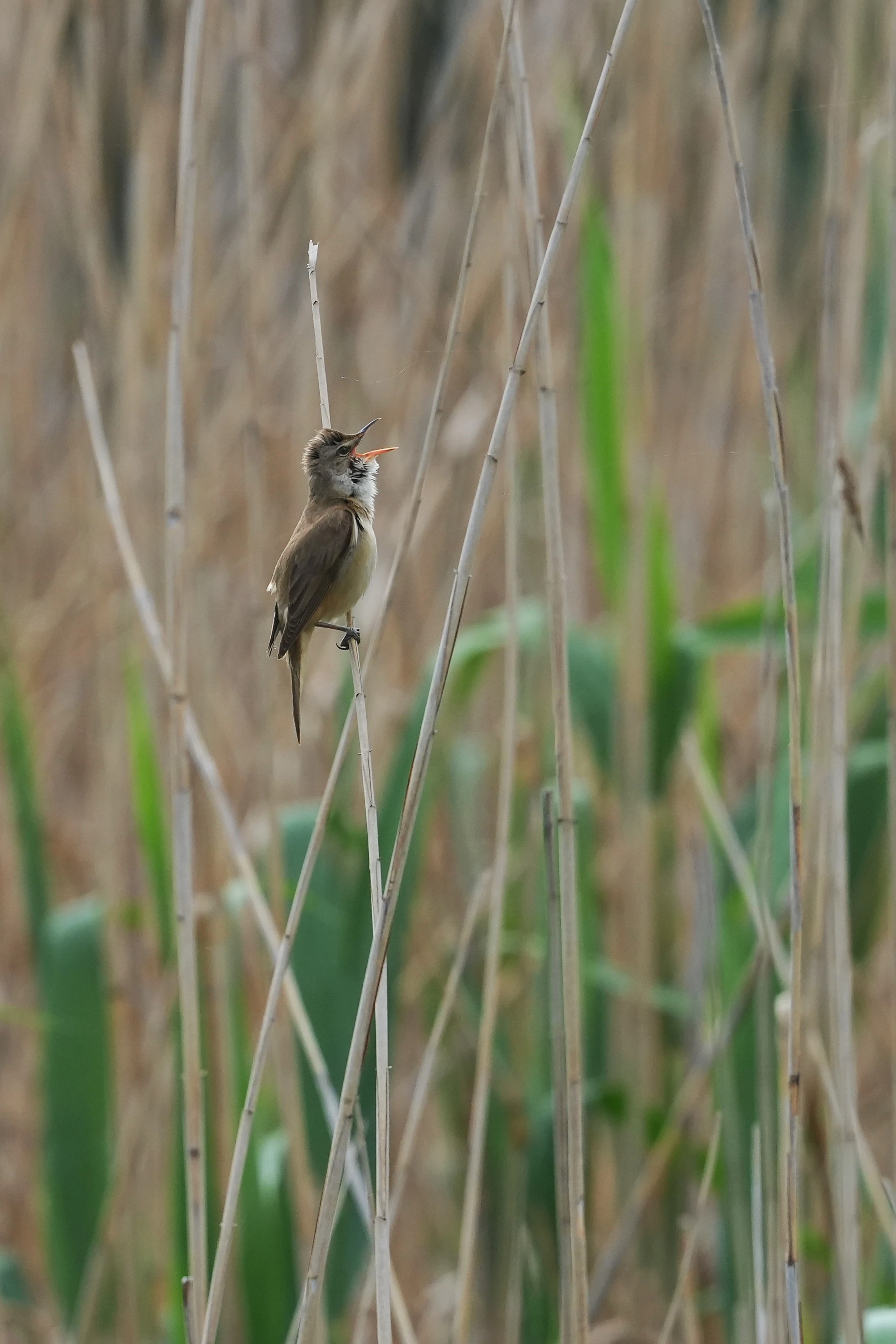 Great Reed Warbler, Danube Delta, Romania — photo by Jim Bennett