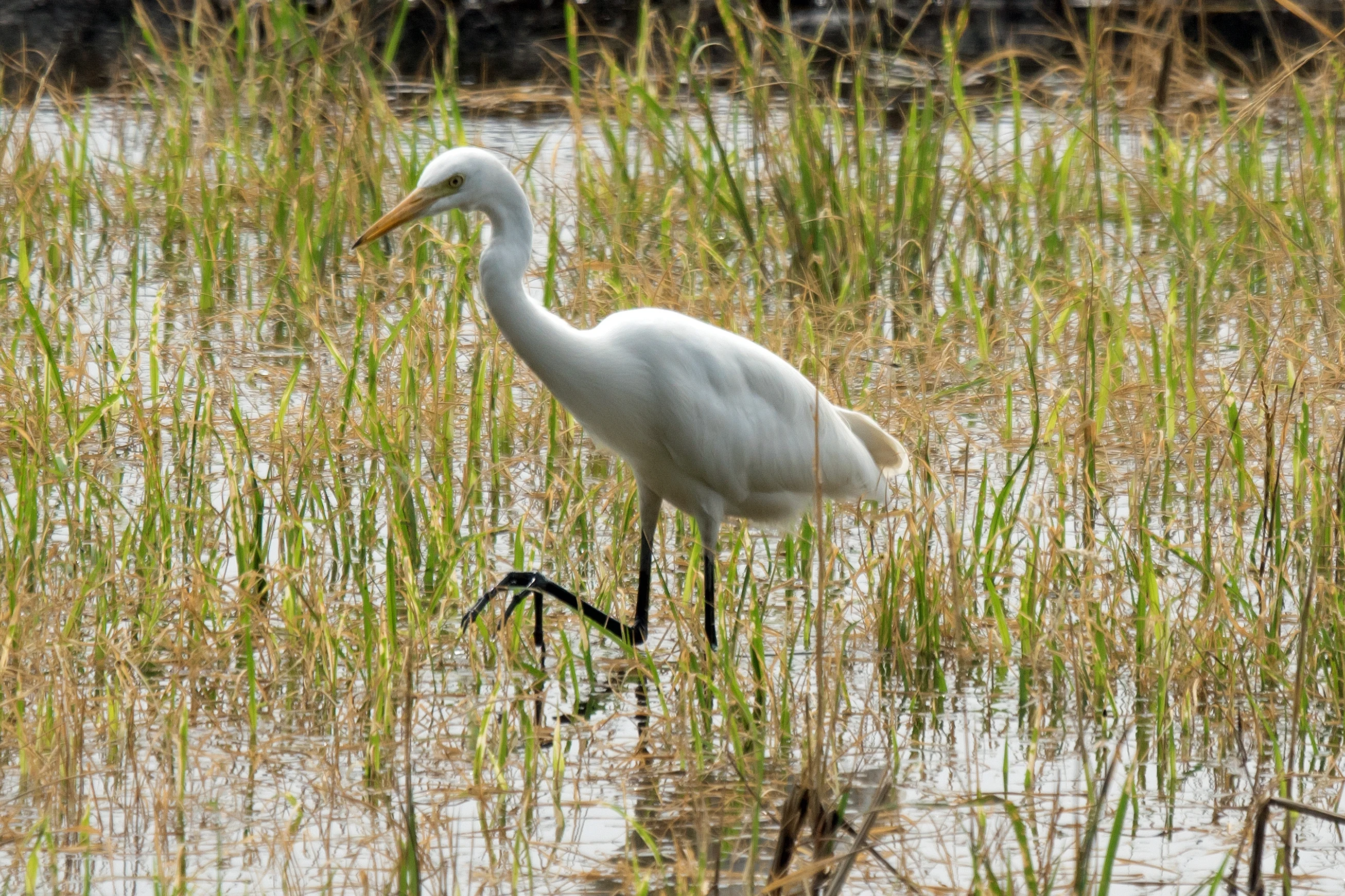 Intermediate Egret, Kerala Backwaters, Kerala, India — photo by Jim Bennett