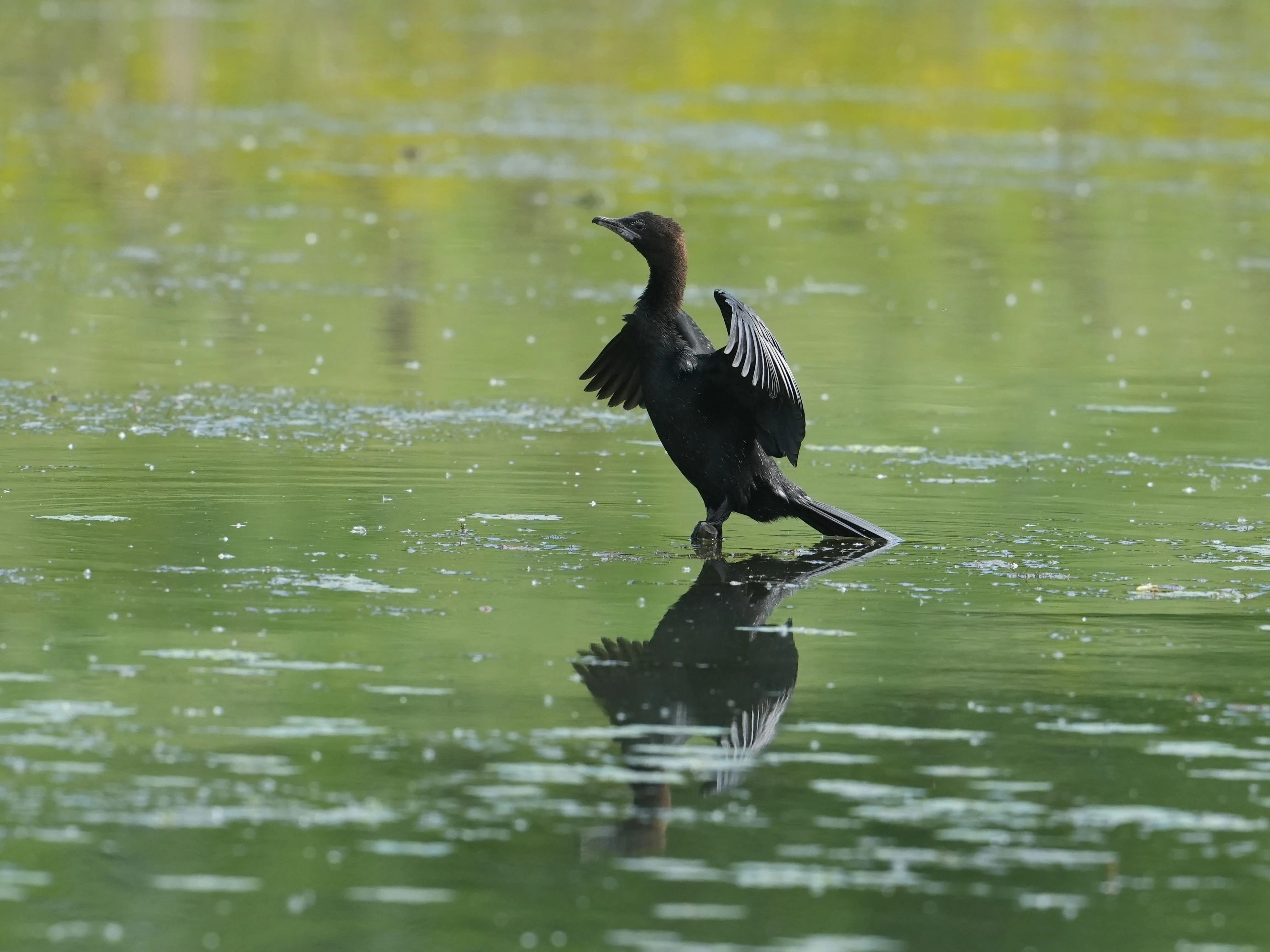 Pygmy Cormorant, Danube Delta, Romania — photo by Jim Bennett