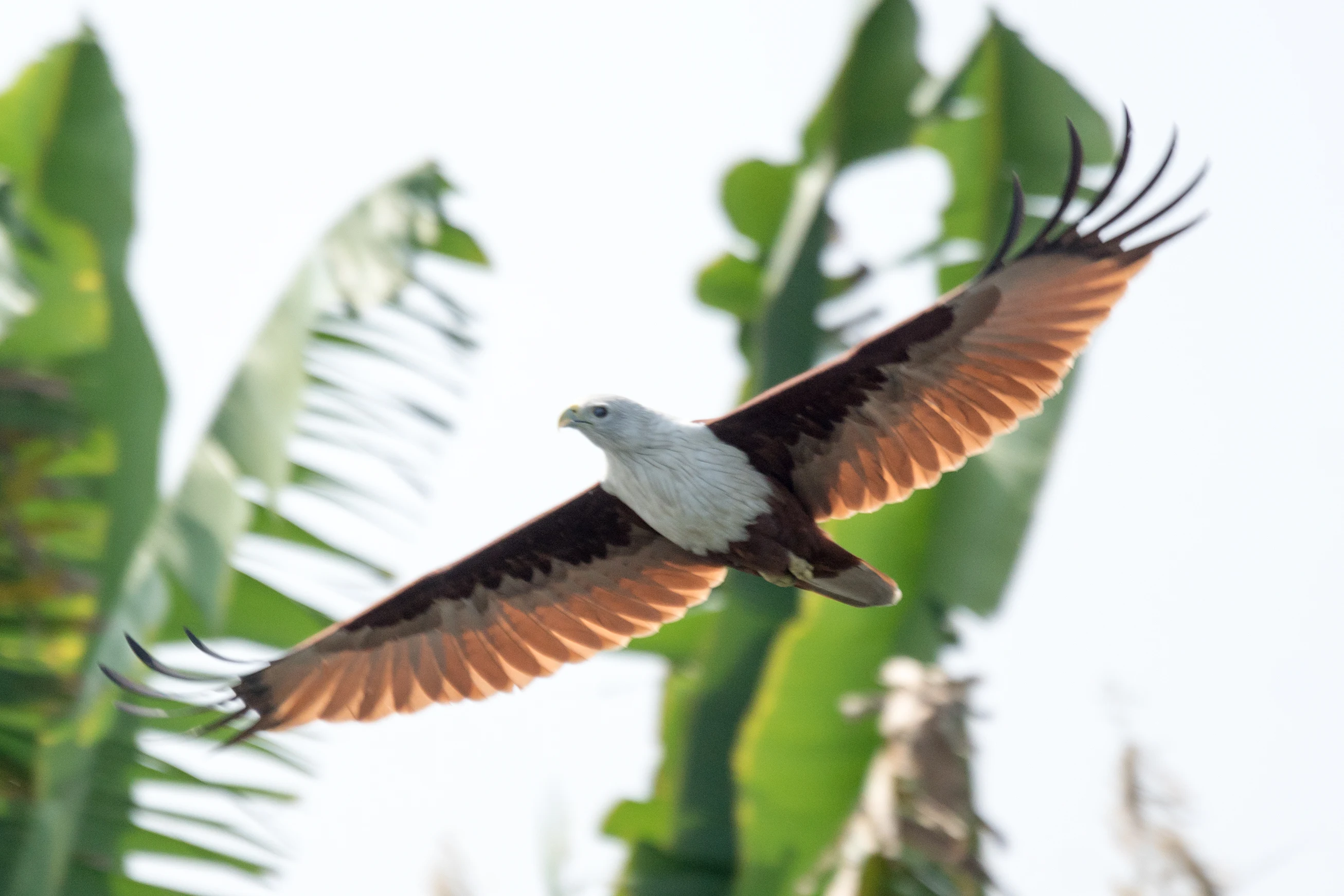 Brahminy Kite, Kerala Backwaters, Kerala, India — photo by Jim Bennett