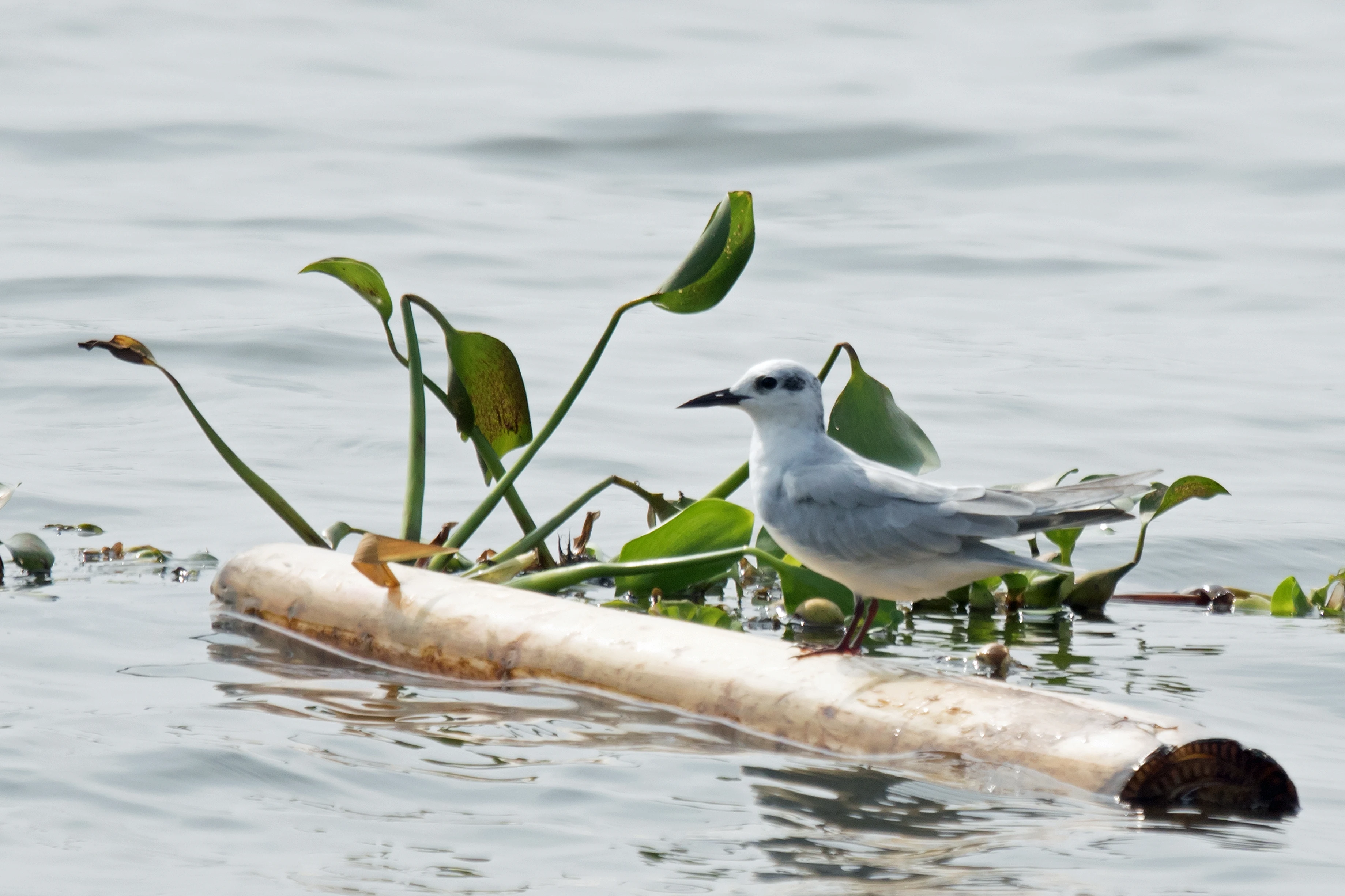 Whiskered Tern, Kerala Backwaters, Kerala, India — photo by Jim Bennett