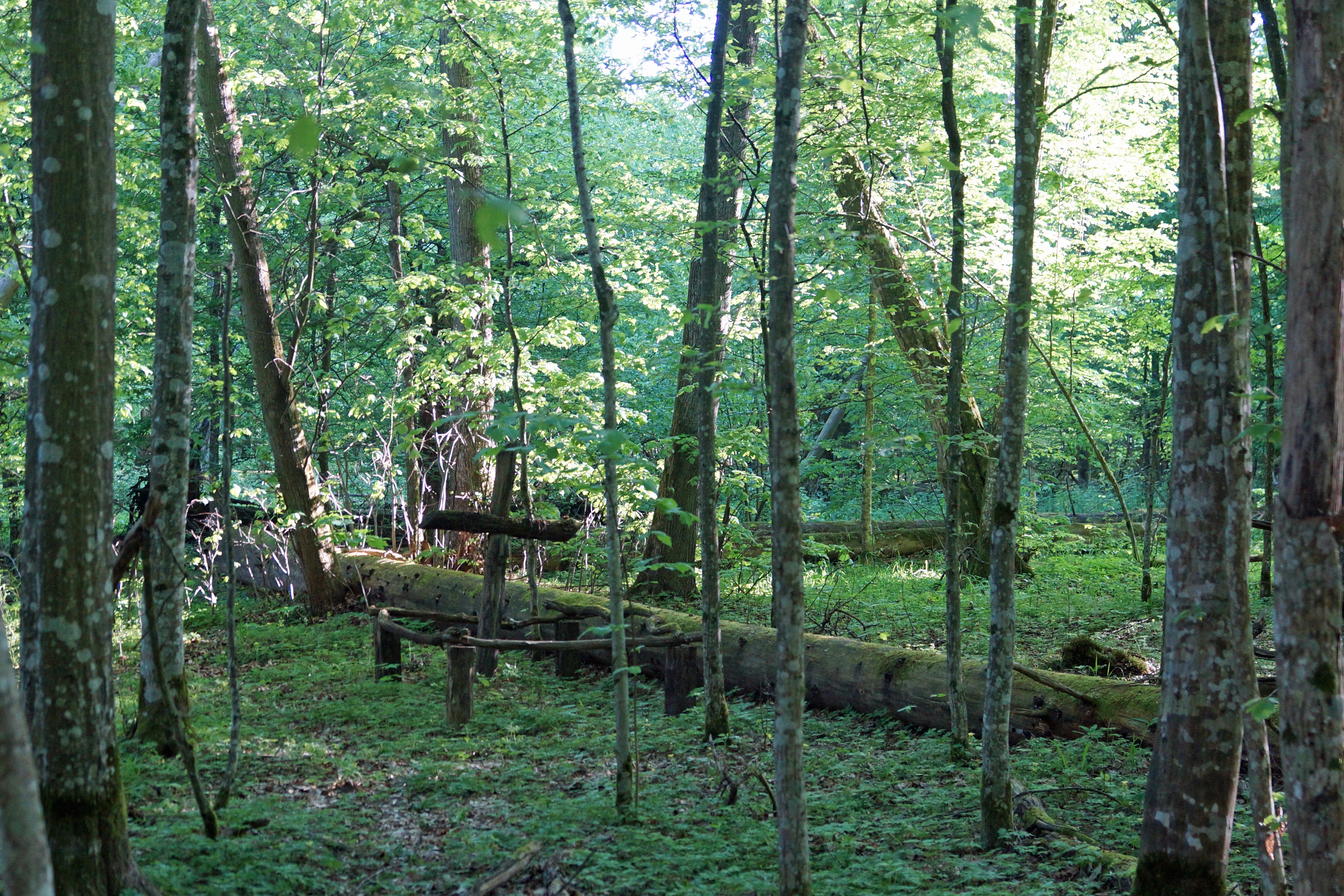 The Reserved Forest, Bialowieza, Poland — photo by Jim Bennett