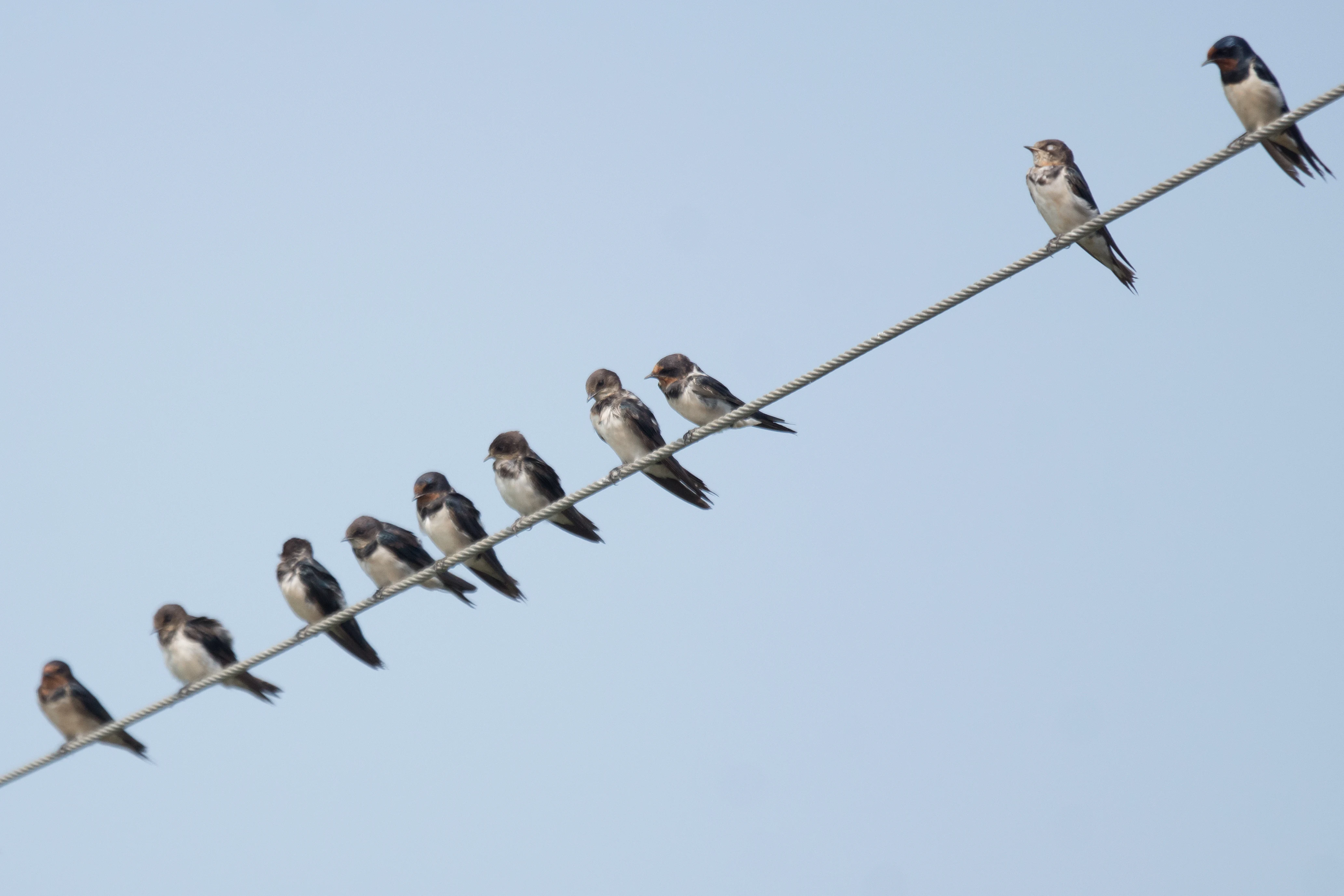 Swallows, Kerala Backwaters, Kerala, India — photo by Jim Bennett