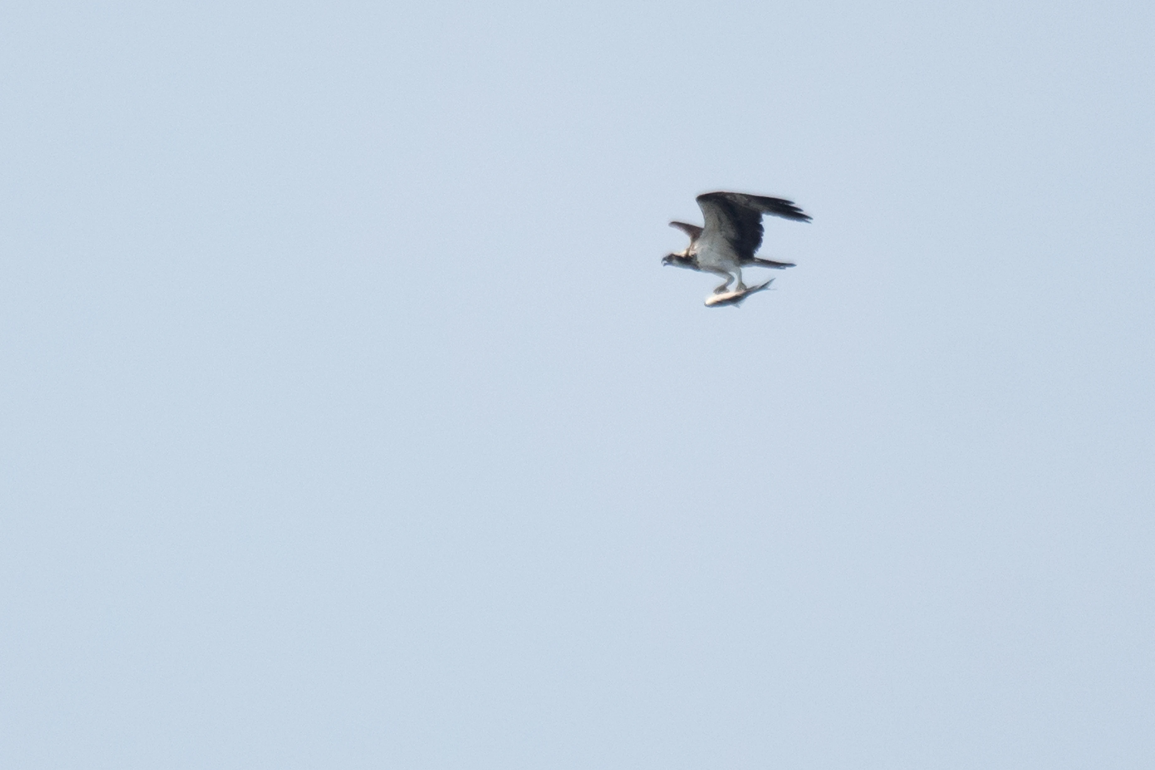 Osprey, Kerala Backwaters, Kerala, India — photo by Jim Bennett