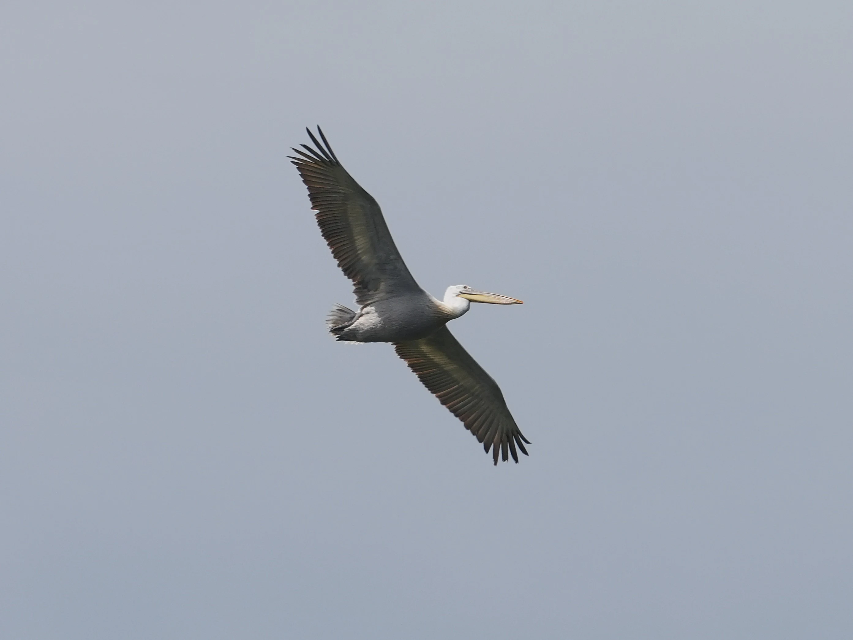 Dalmatian Pelican, Danube Delta, Romania — photo by Jim Bennett