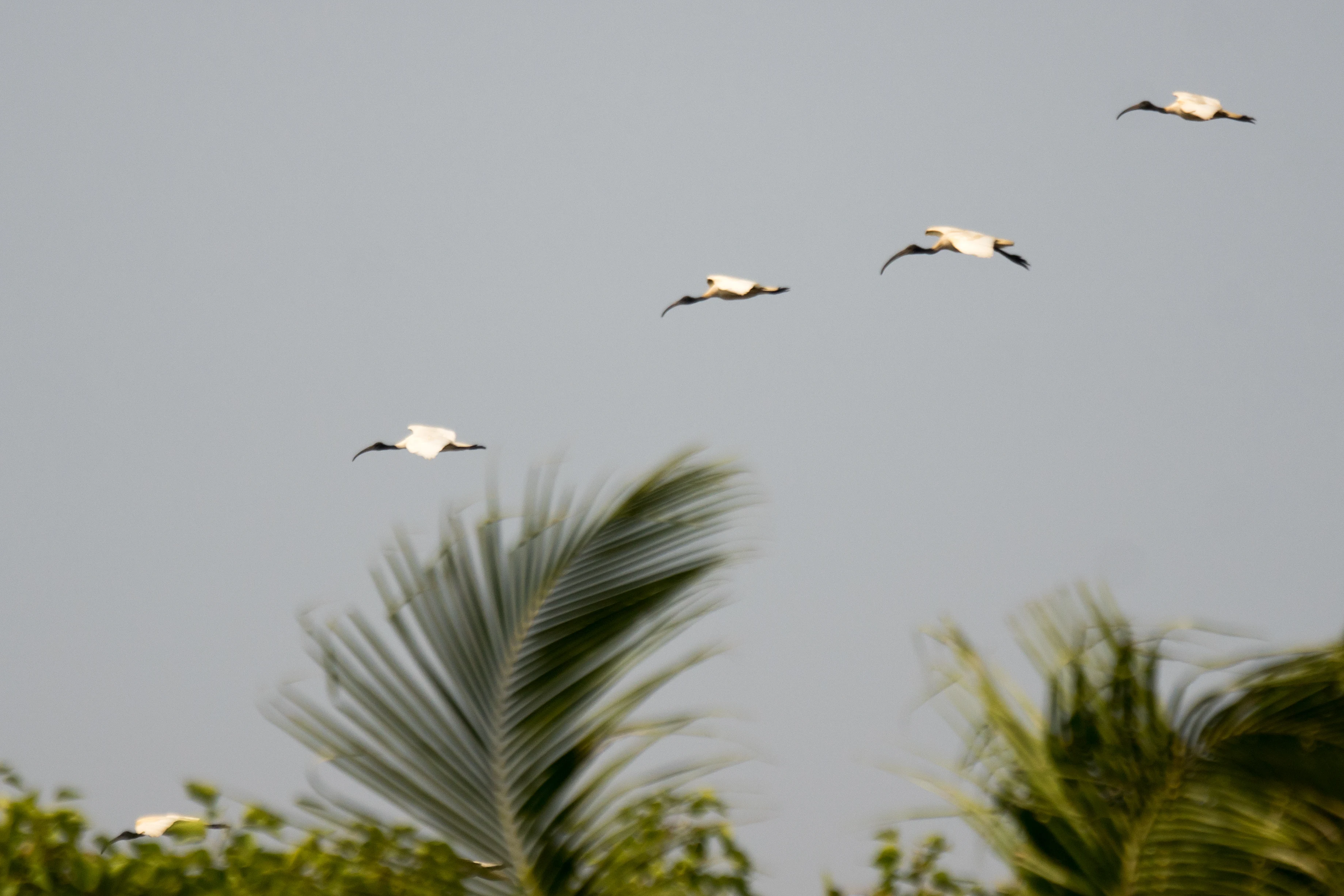 Black-headed Ibis, Kerala Backwaters, Kerala, India — photo by Jim Bennett