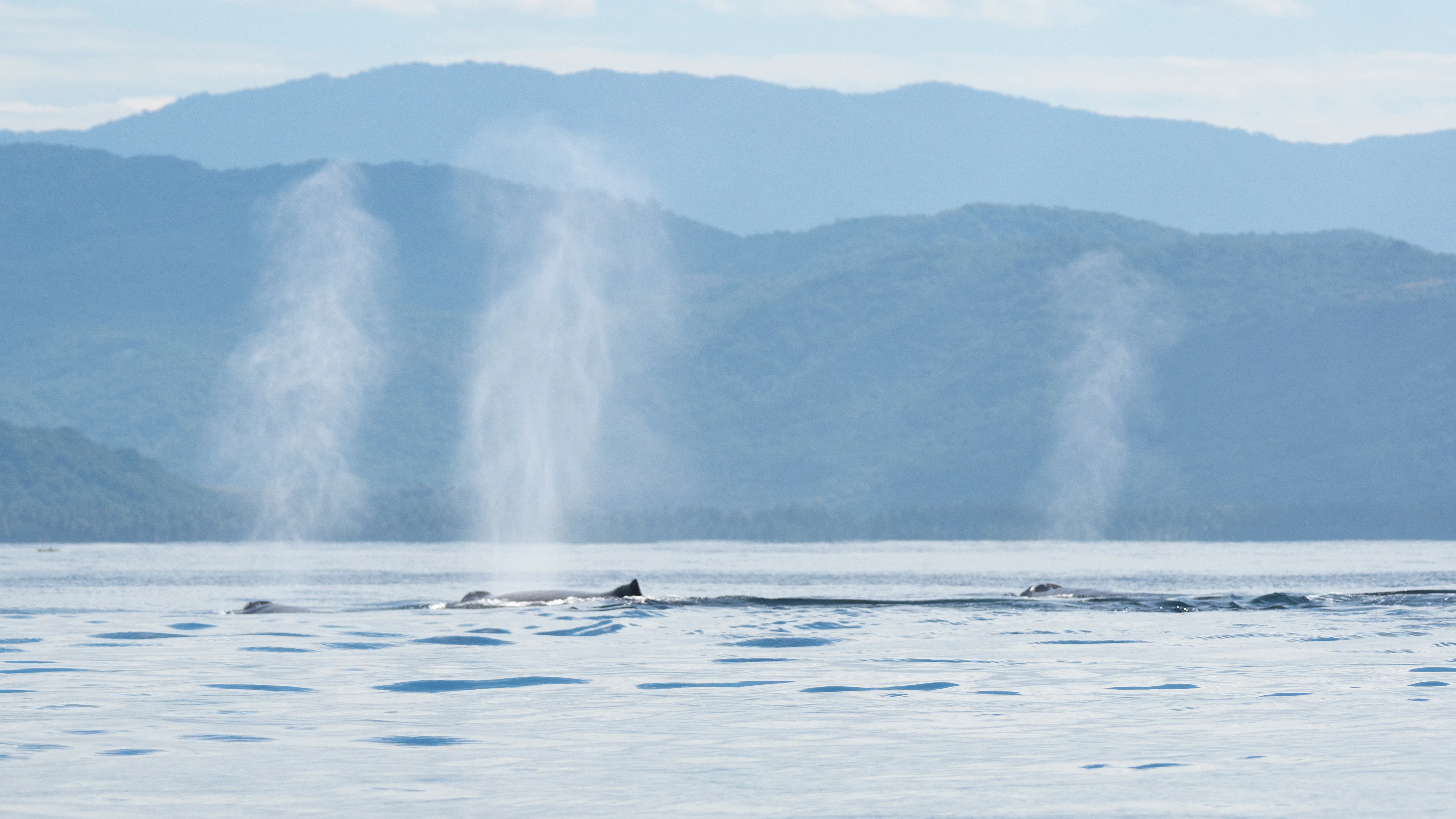 Humpback Whales, San Blas, Nayarit, Mexico — photo by Jim Bennett