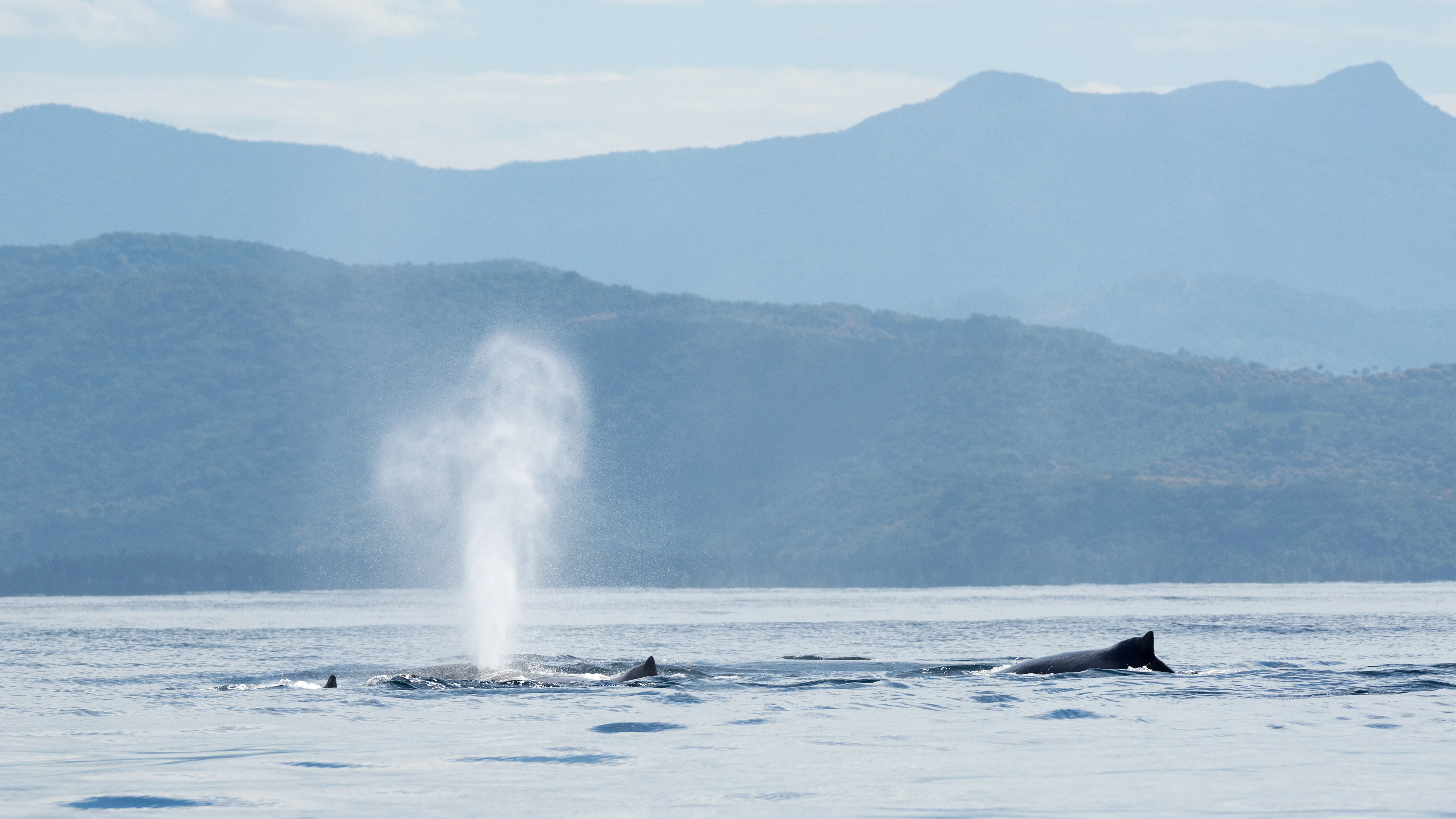Humpback Whales, San Blas, Nayarit, Mexico — photo by Jim Bennett