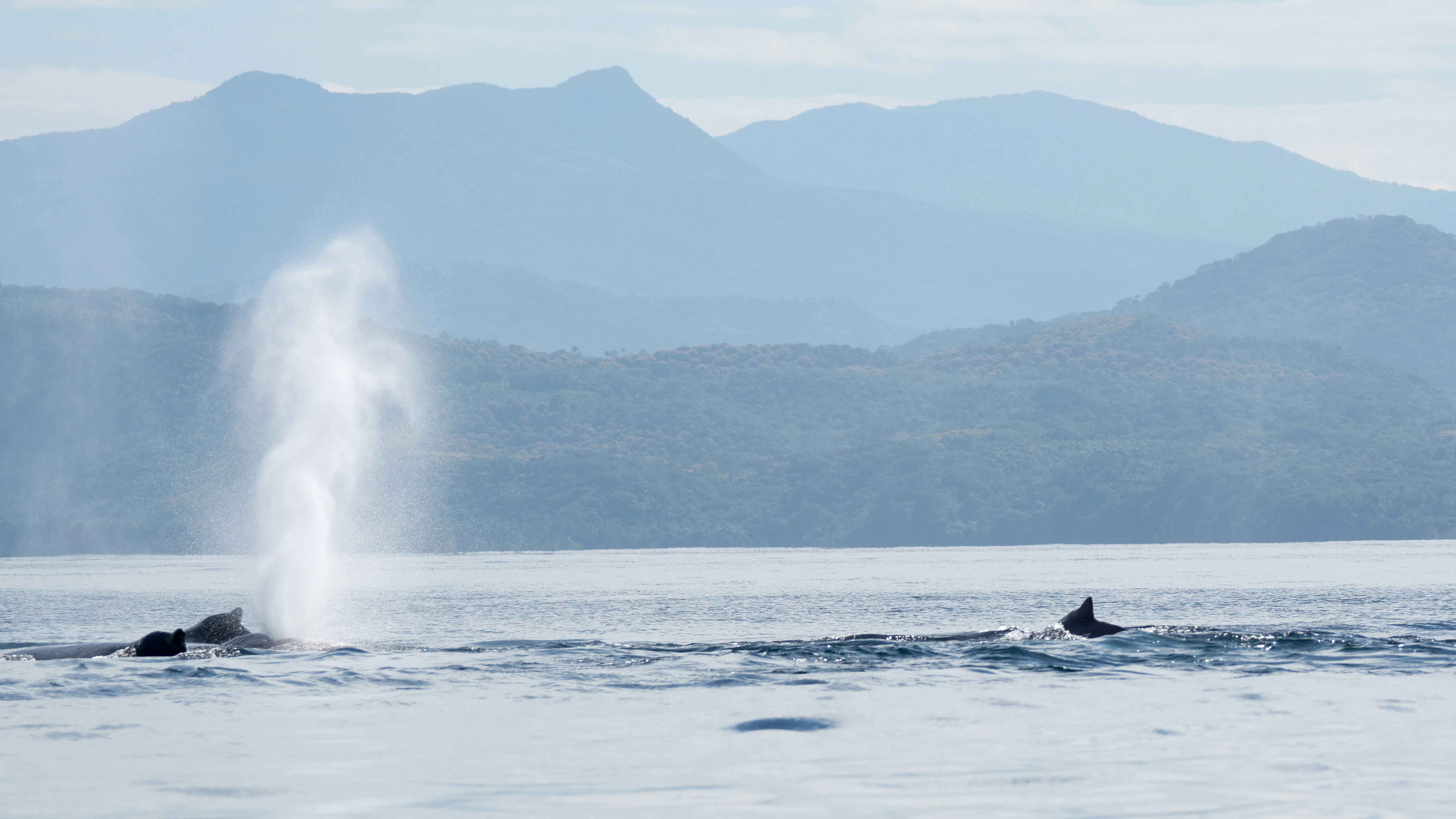 Humpback Whales, San Blas, Nayarit, Mexico — photo by Jim Bennett