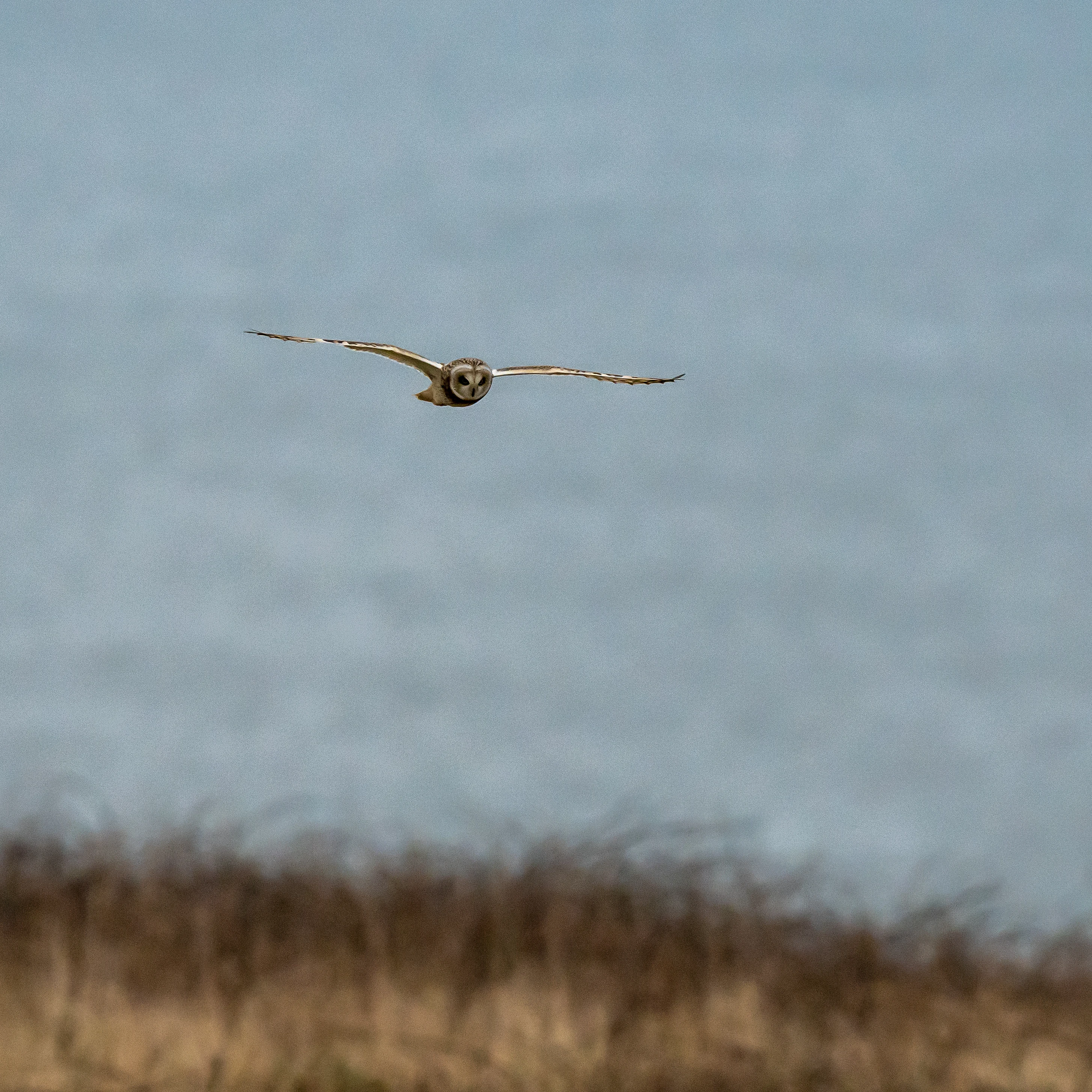 Short-eared Owl, RSPB Bempton, Yorkshire, UK — photo by Jim Bennett