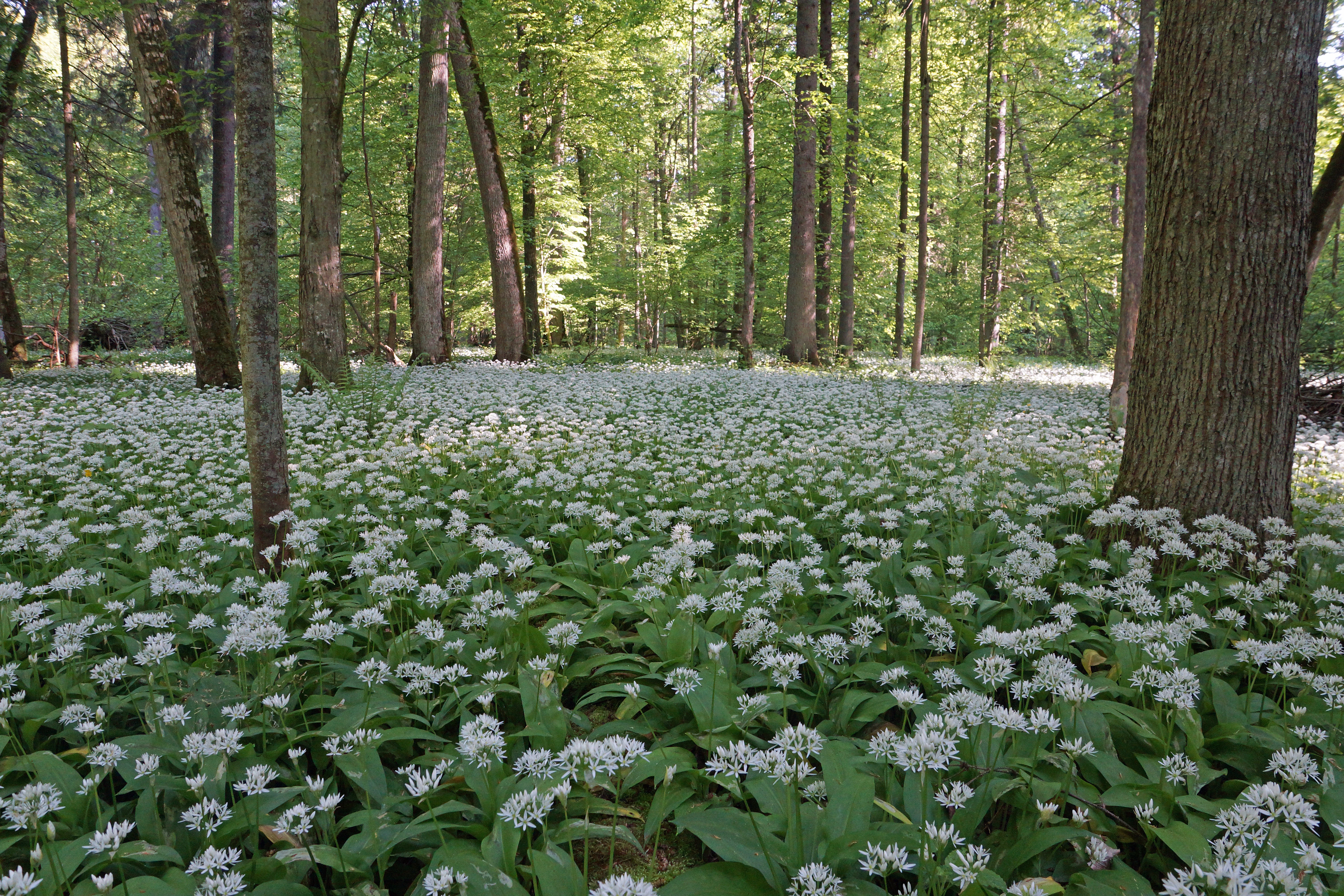 Ransoms, the Reserved Forest, Bialowieza, Poland — photo by Jim Bennett