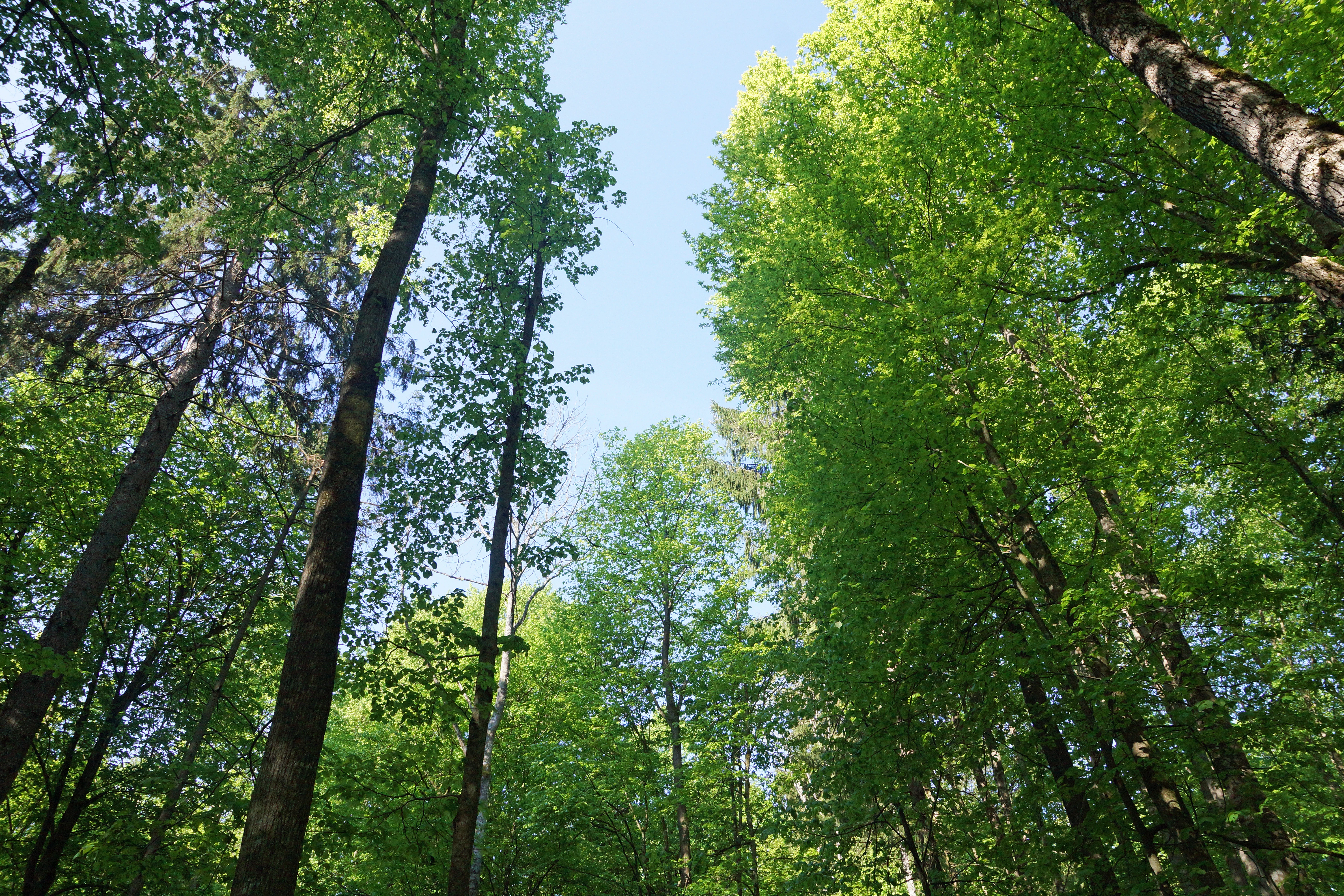 The Reserved Forest, Bialowieza, Poland — photo by Jim Bennett