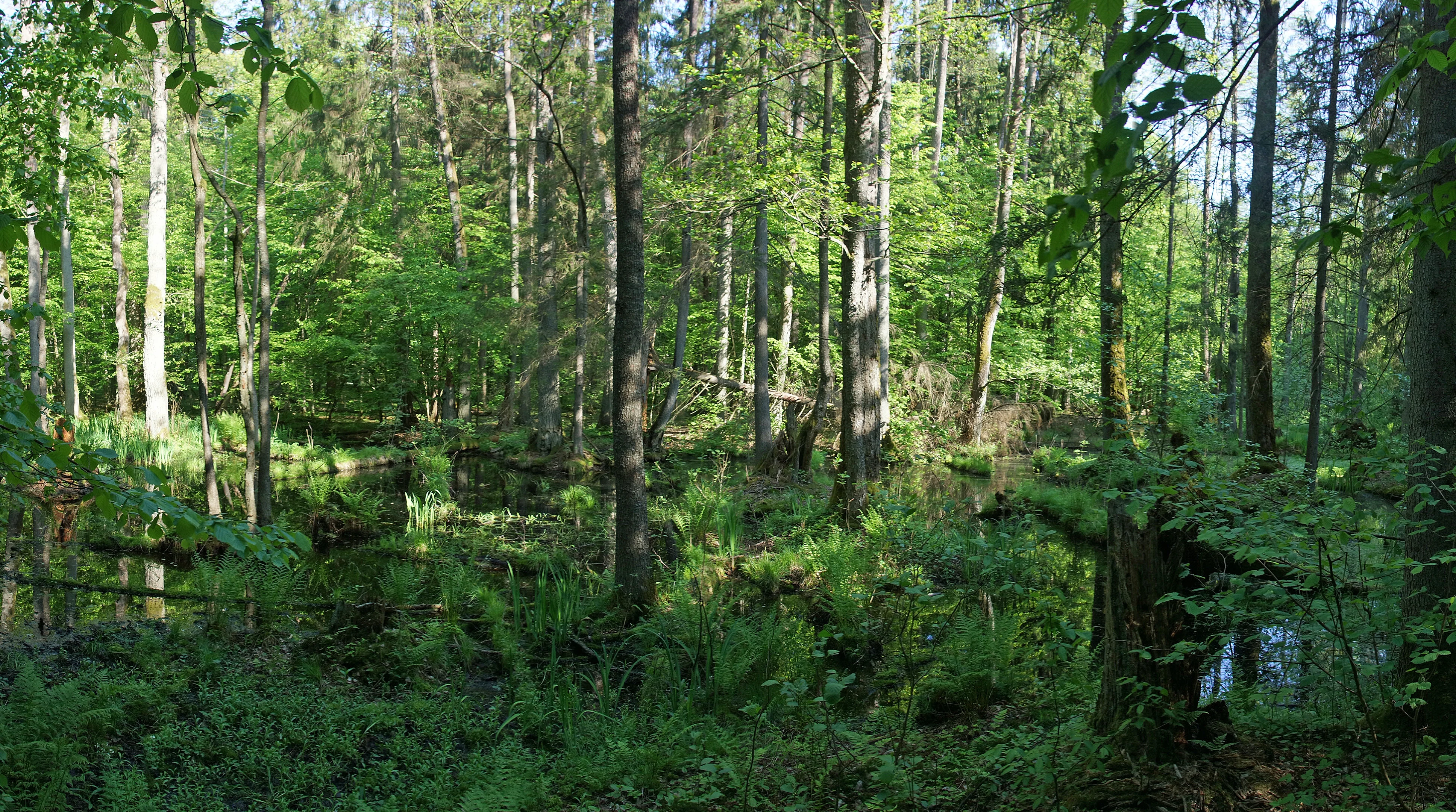 The Reserved Forest, Bialowieza, Poland — photo by Jim Bennett
