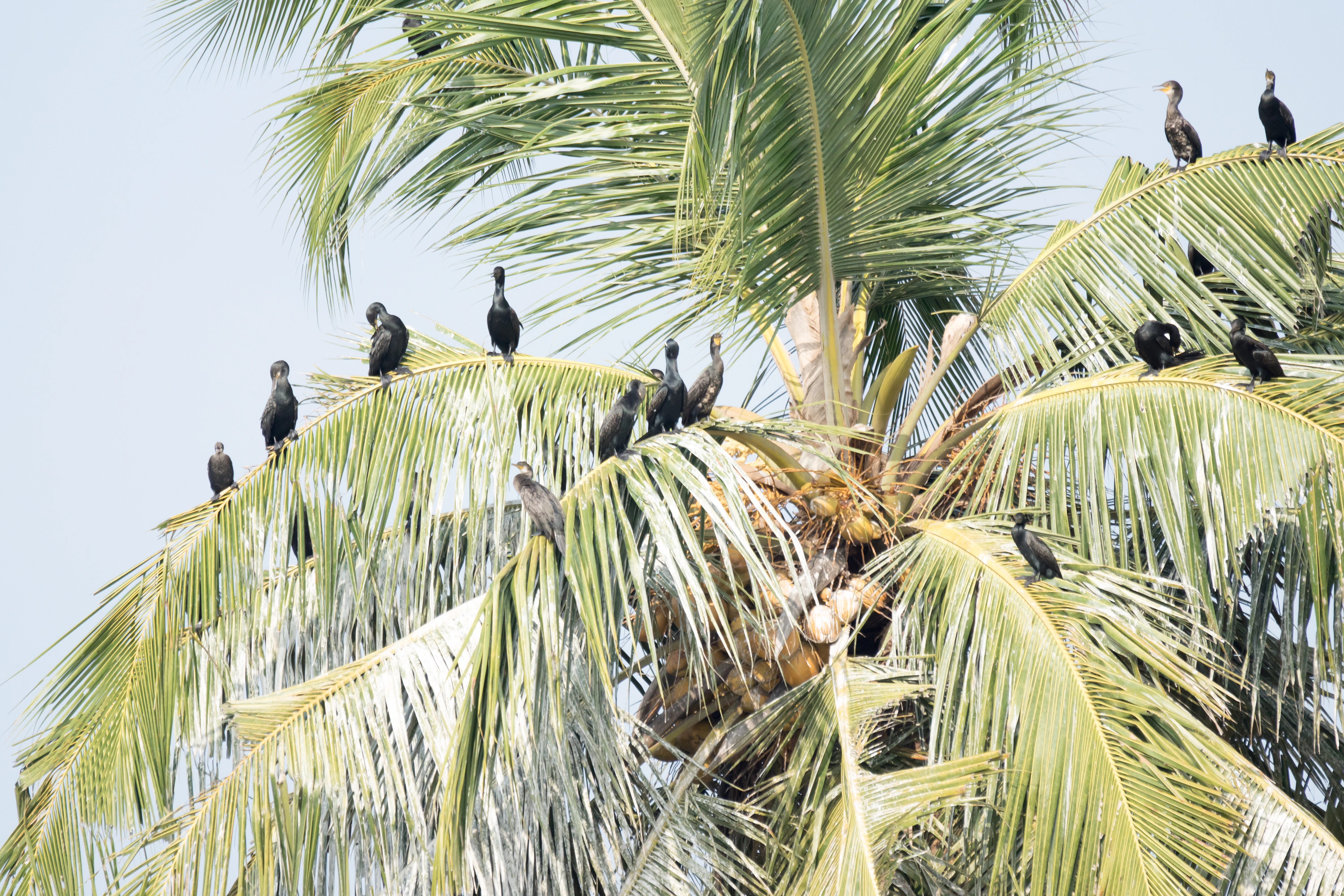 Indian Cormorants, Kerala Backwaters, Kerala, India — photo by Jim Bennett