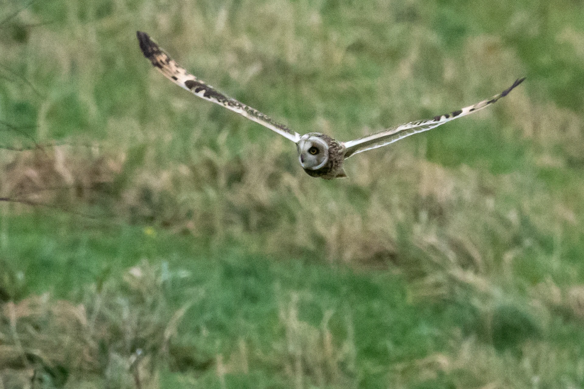 Short-eared Owl, RSPB Bempton, Yorkshire, UK — photo by Jim Bennett