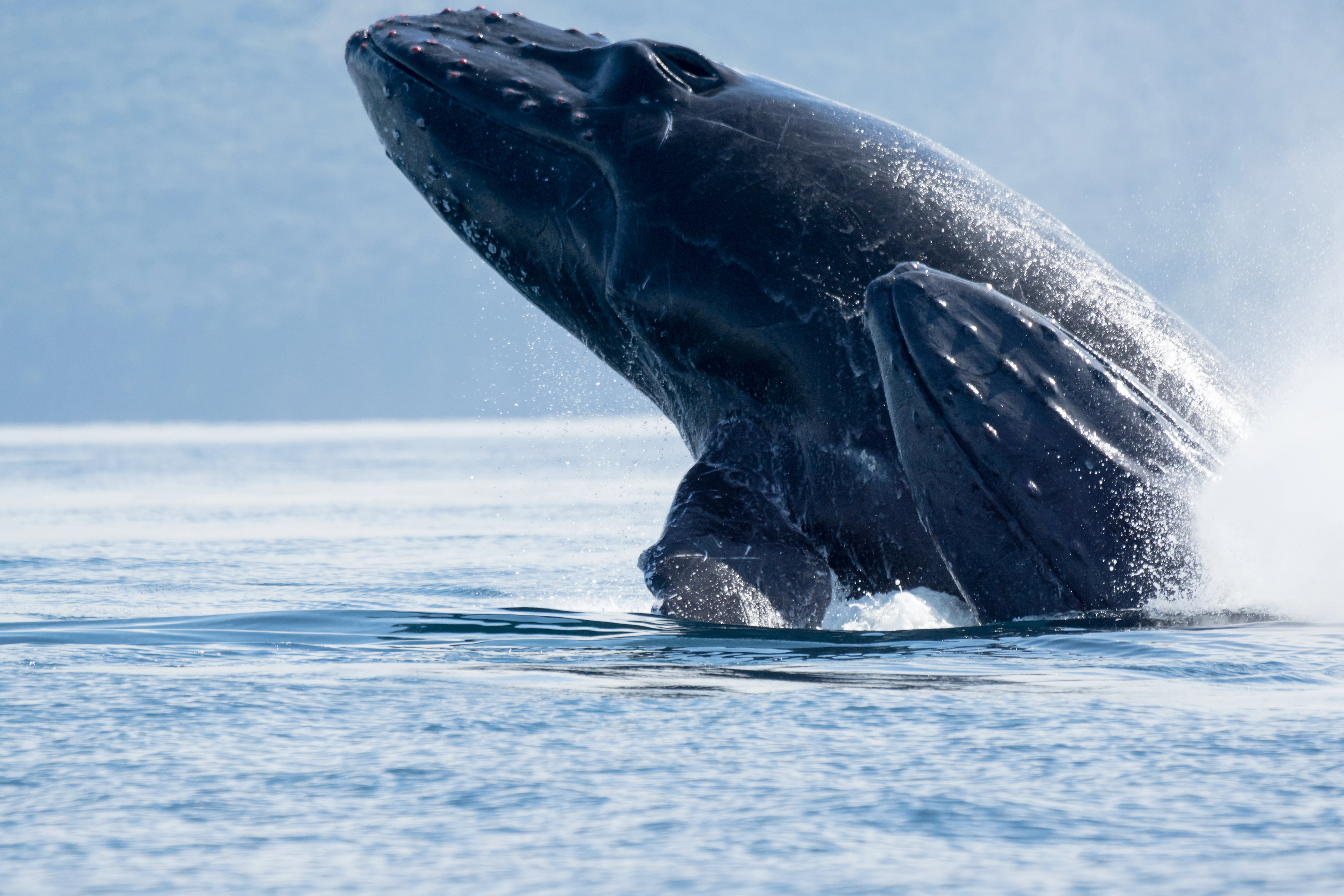 Humpback Whales, San Blas, Nayarit, Mexico — photo by Jim Bennett