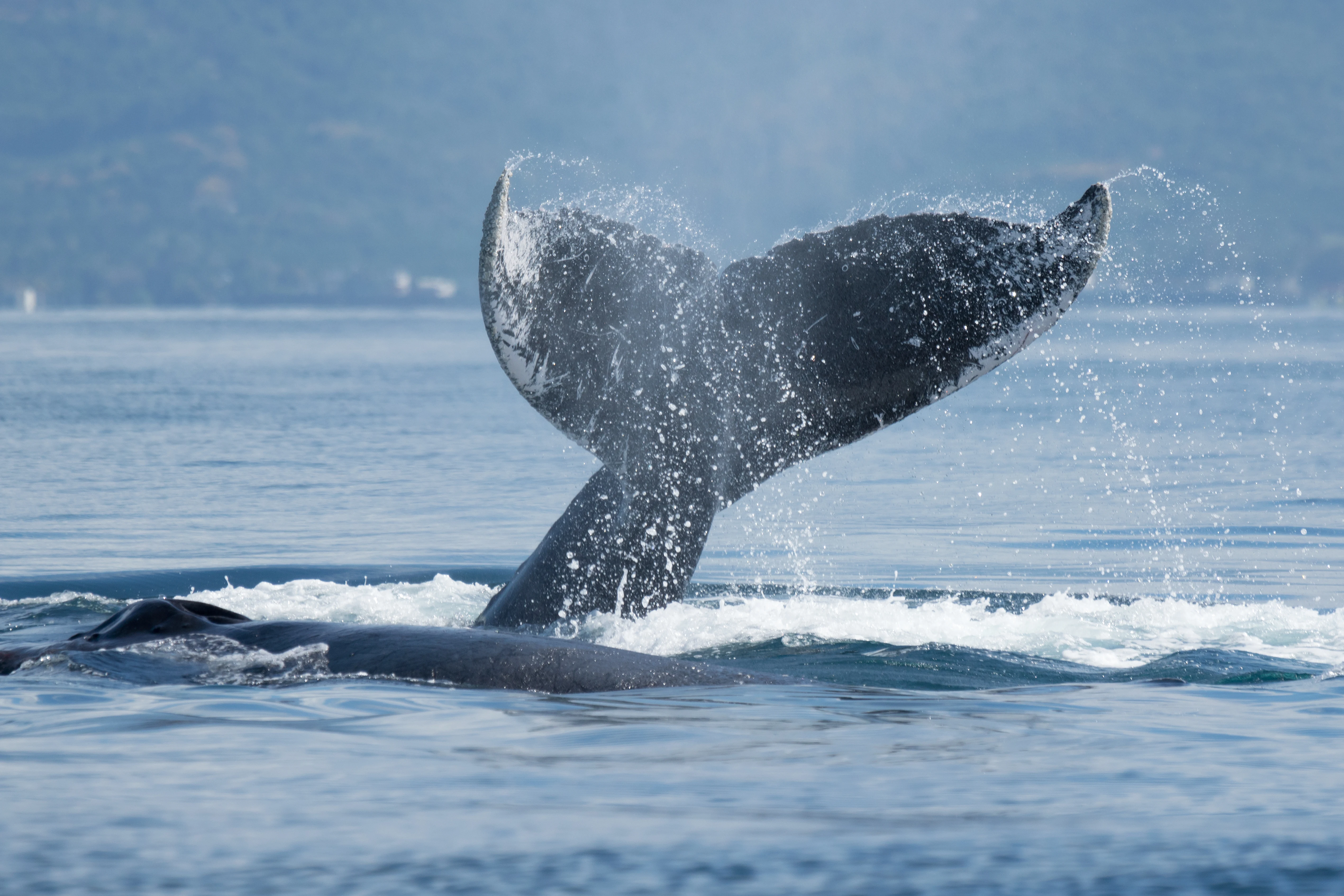 Humpback Whale, San Blas, Nayarit, Mexico — photo by Jim Bennett