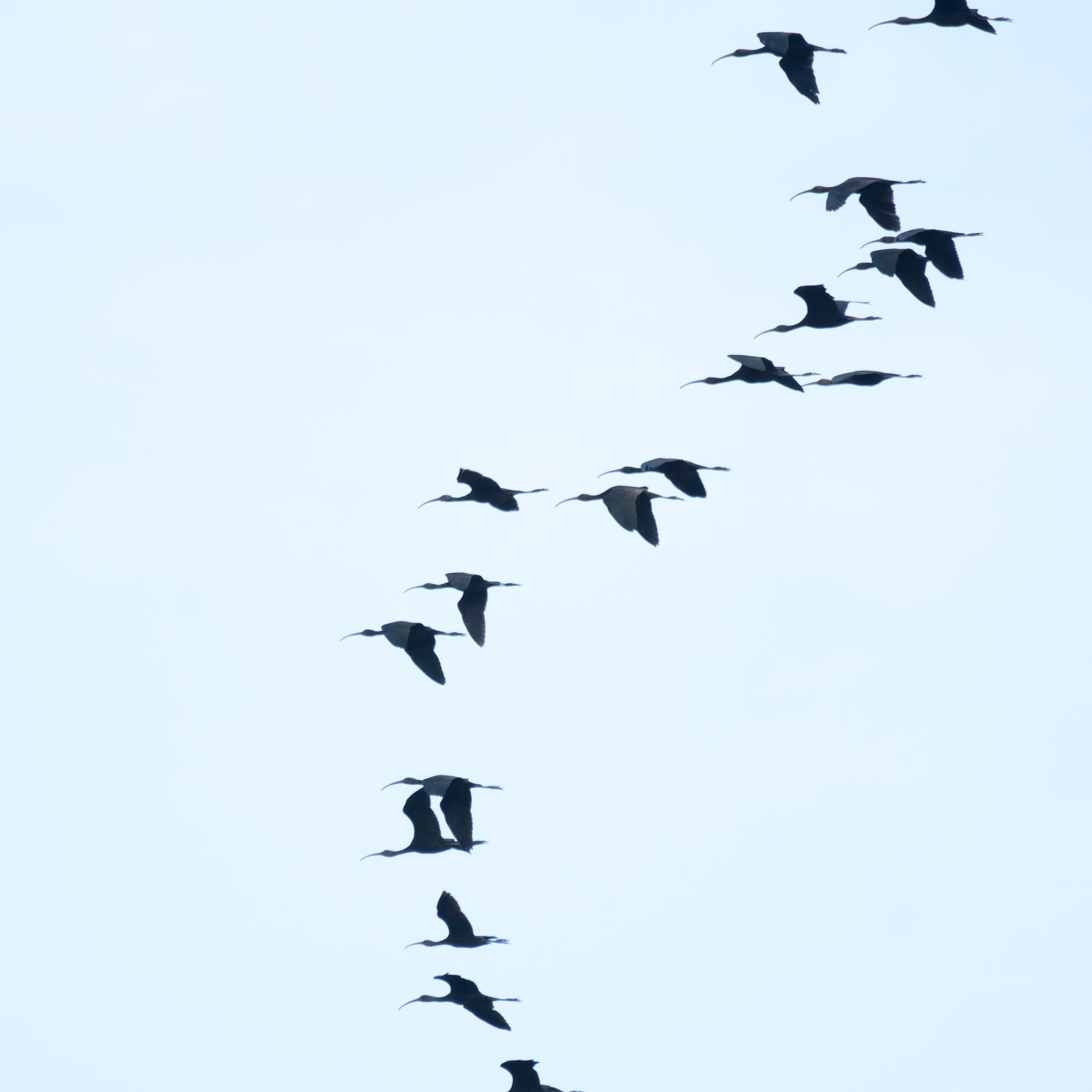 Glossy Ibis, Kerala Backwaters, Kerala, India — photo by Jim Bennett
