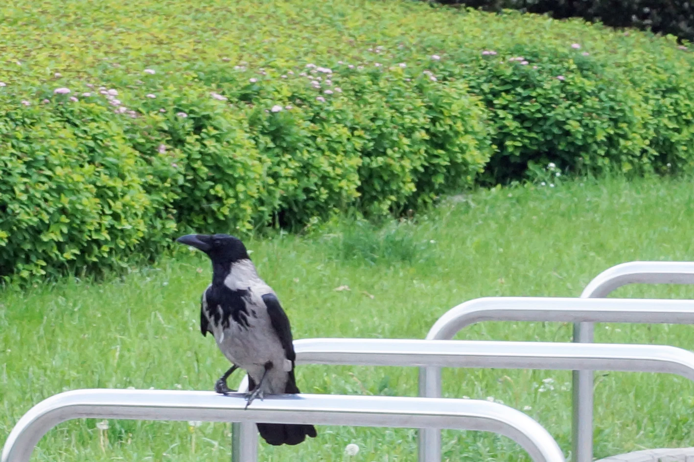 Hooded Crow, Warsaw, Poland — photo by Jim Bennett