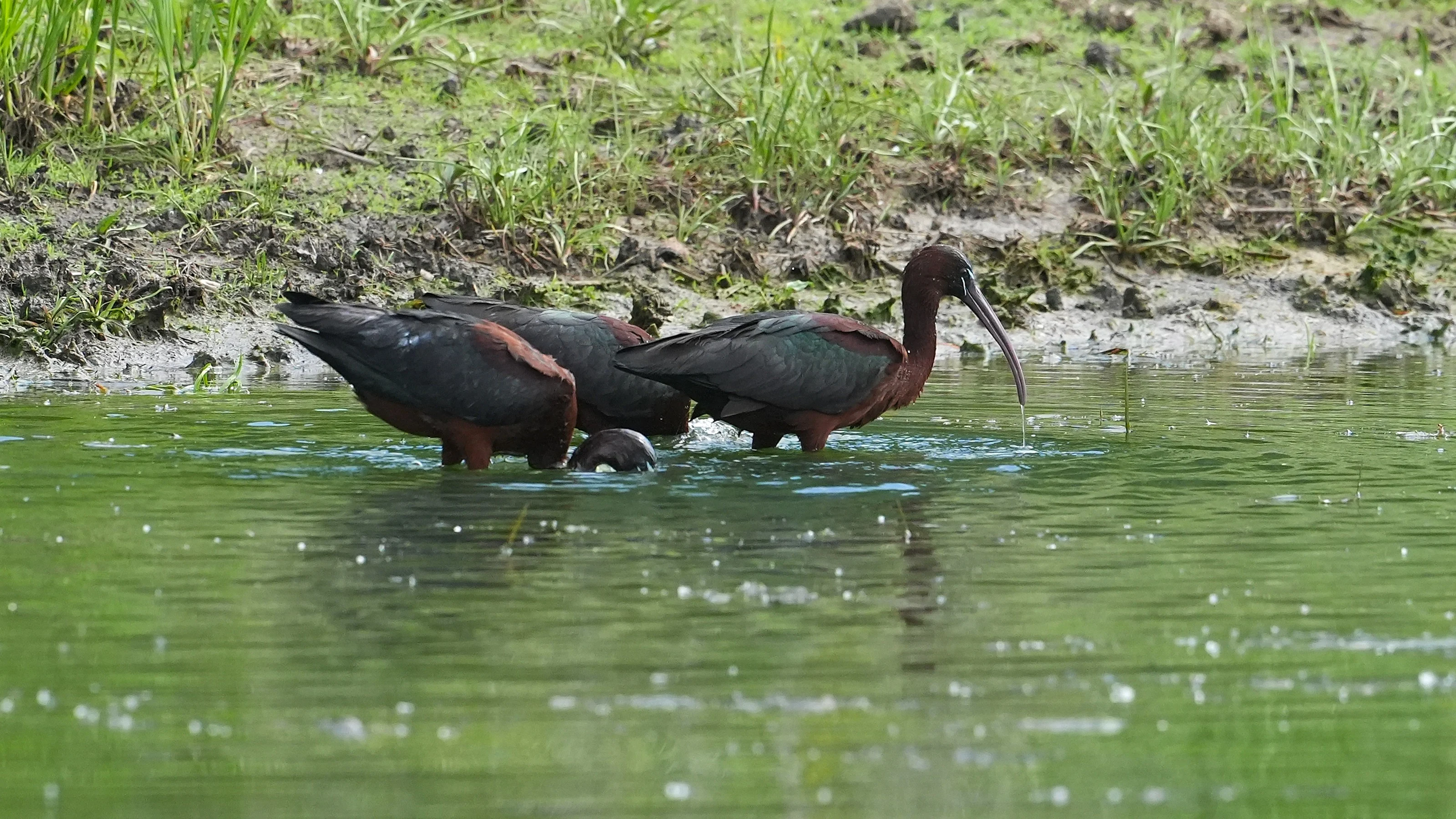 Glossy Ibis, Danube Delta, Romania — photo by Jim Bennett