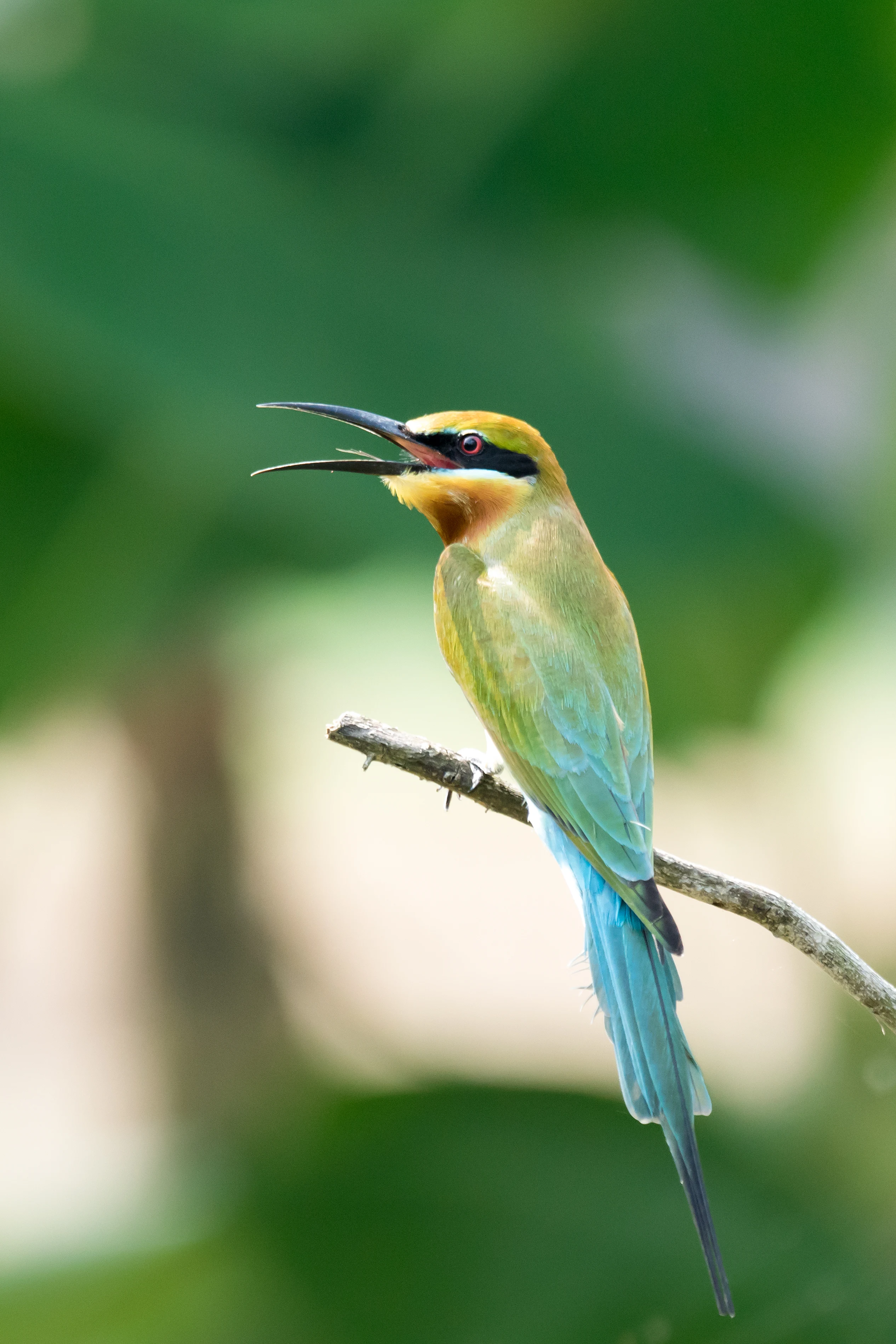 Blue-tailed Bee-eater, Kerala Backwaters, Kerala, India — photo by Jim Bennett