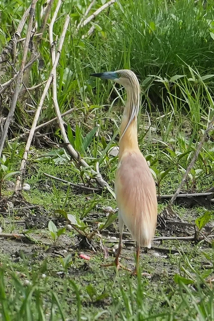 Squacco Heron, Danube Delta, Romania — photo by Jim Bennett