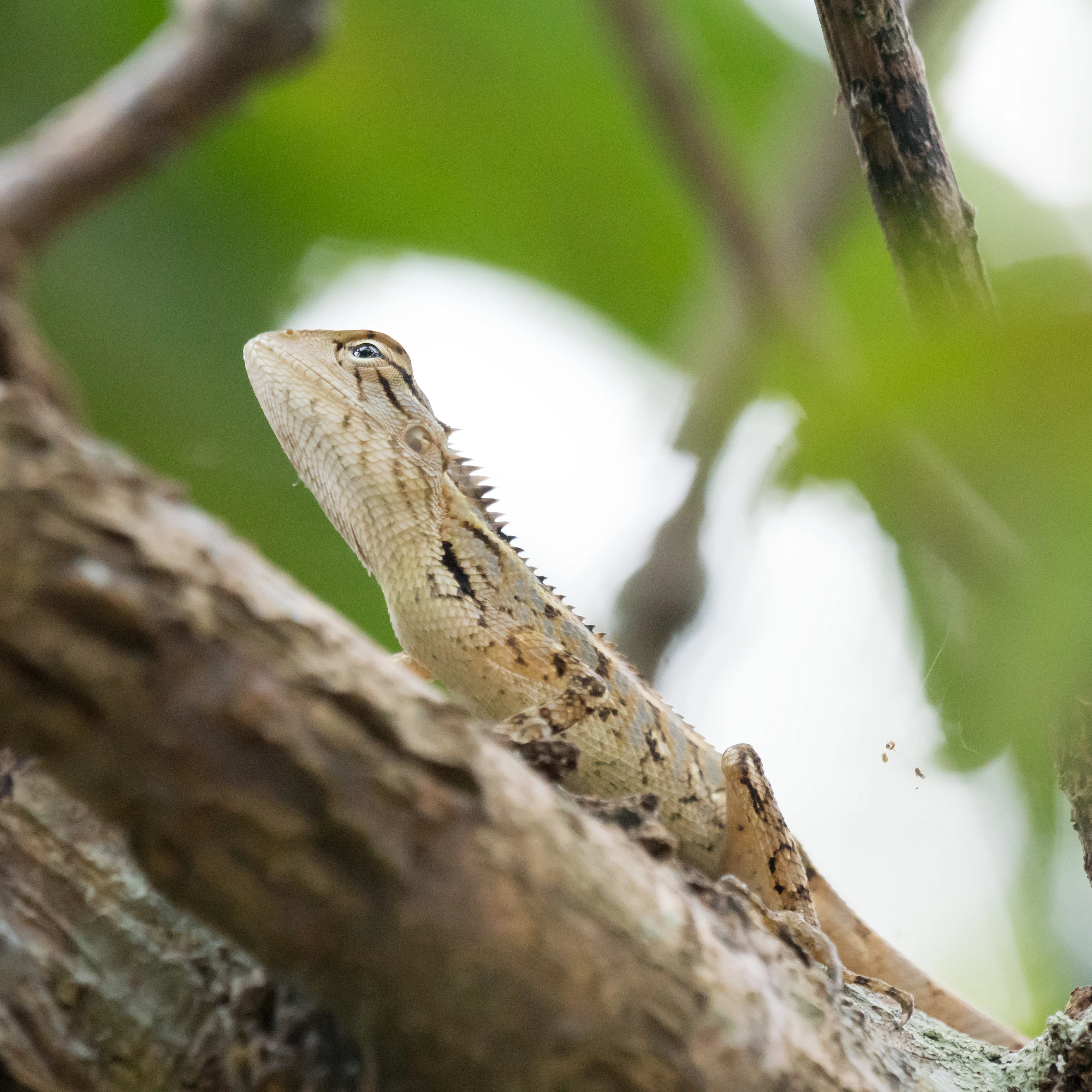 Lizard, Nelpura Homestay, Kerala, India — photo by Jim Bennett