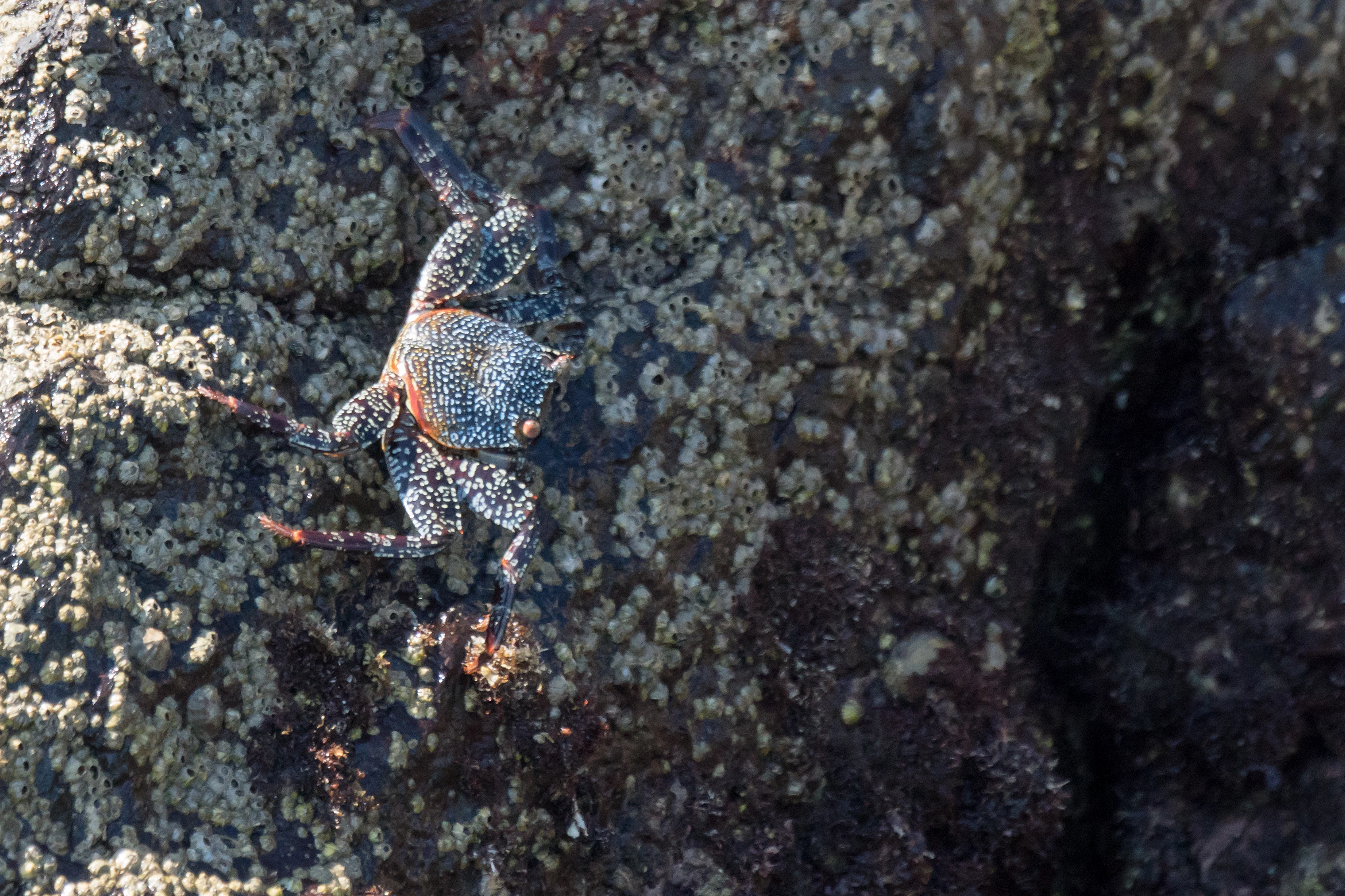 Crab, San Blas, Nayarit, Mexico — photo by Jim Bennett