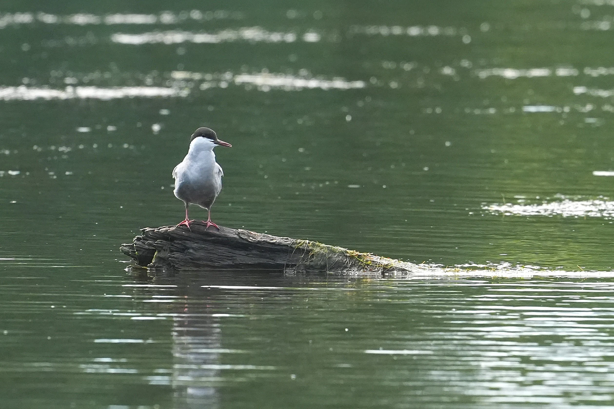 Whiskered Tern, Danube Delta, Romania — photo by Jim Bennett