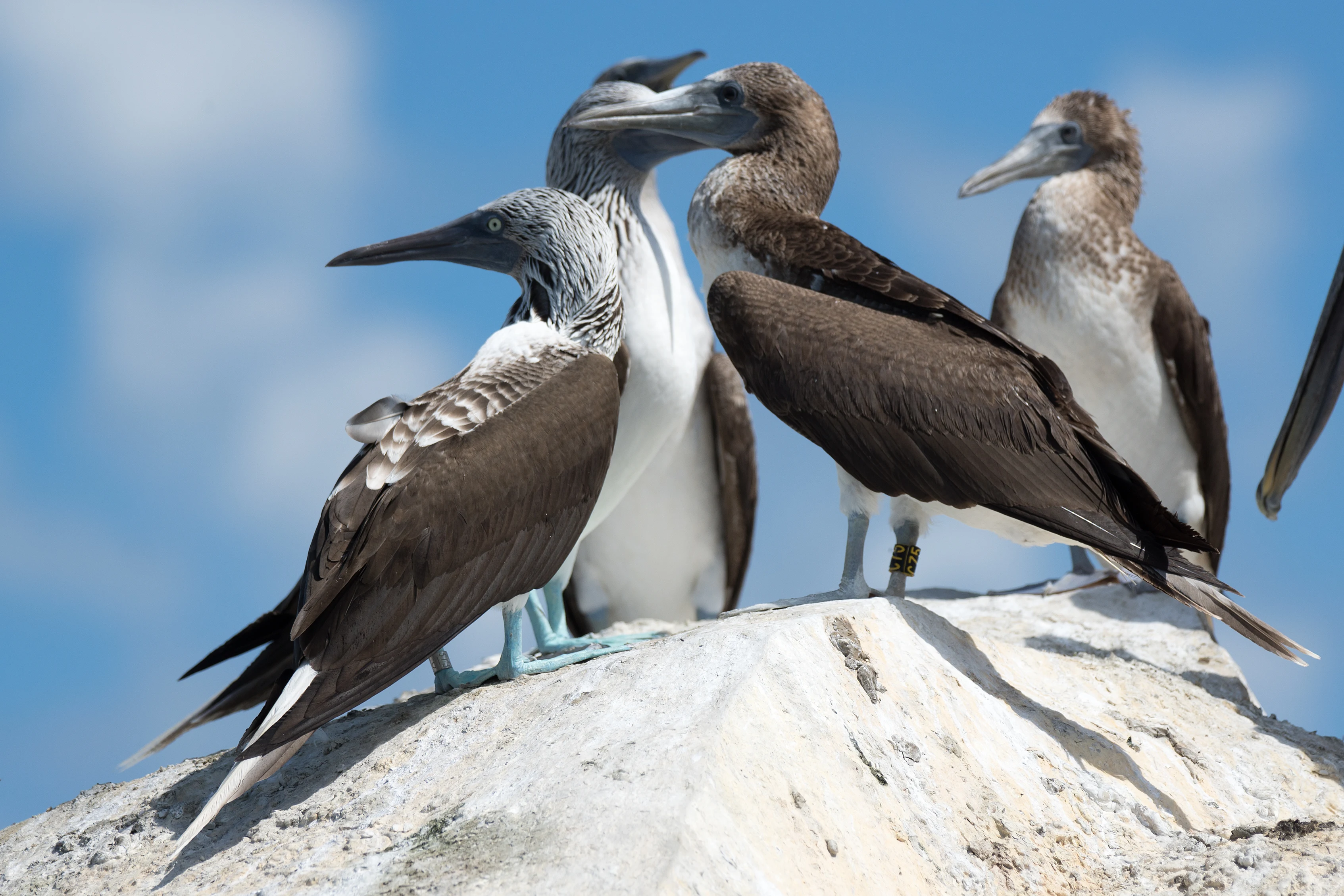 Blue-footed Booby, San Blas, Nayarit, Mexico — photo by Jim Bennett