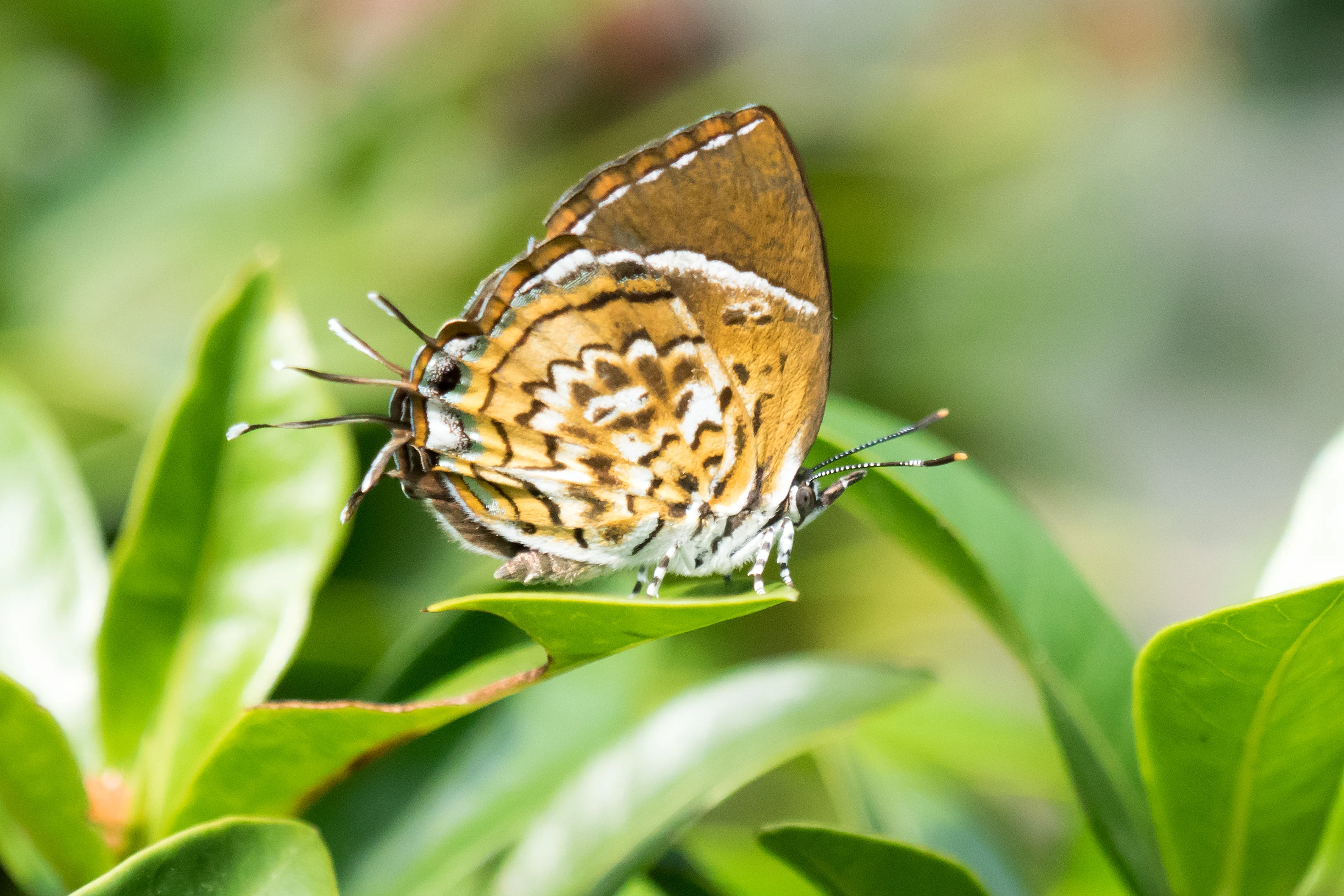 Butterfly, Nelpura Homestay, Kerala, India — photo by Jim Bennett