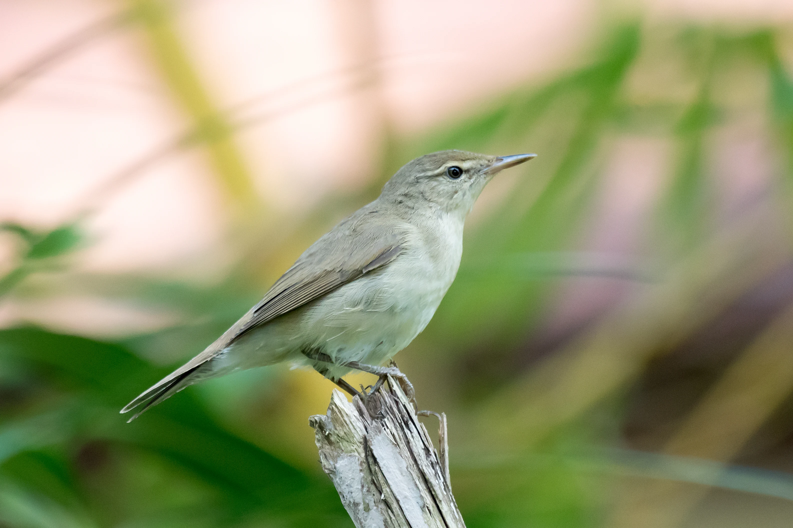 Blyth's Reed Warbler, Nelpura Homestay, Kerala, India — photo by Jim Bennett