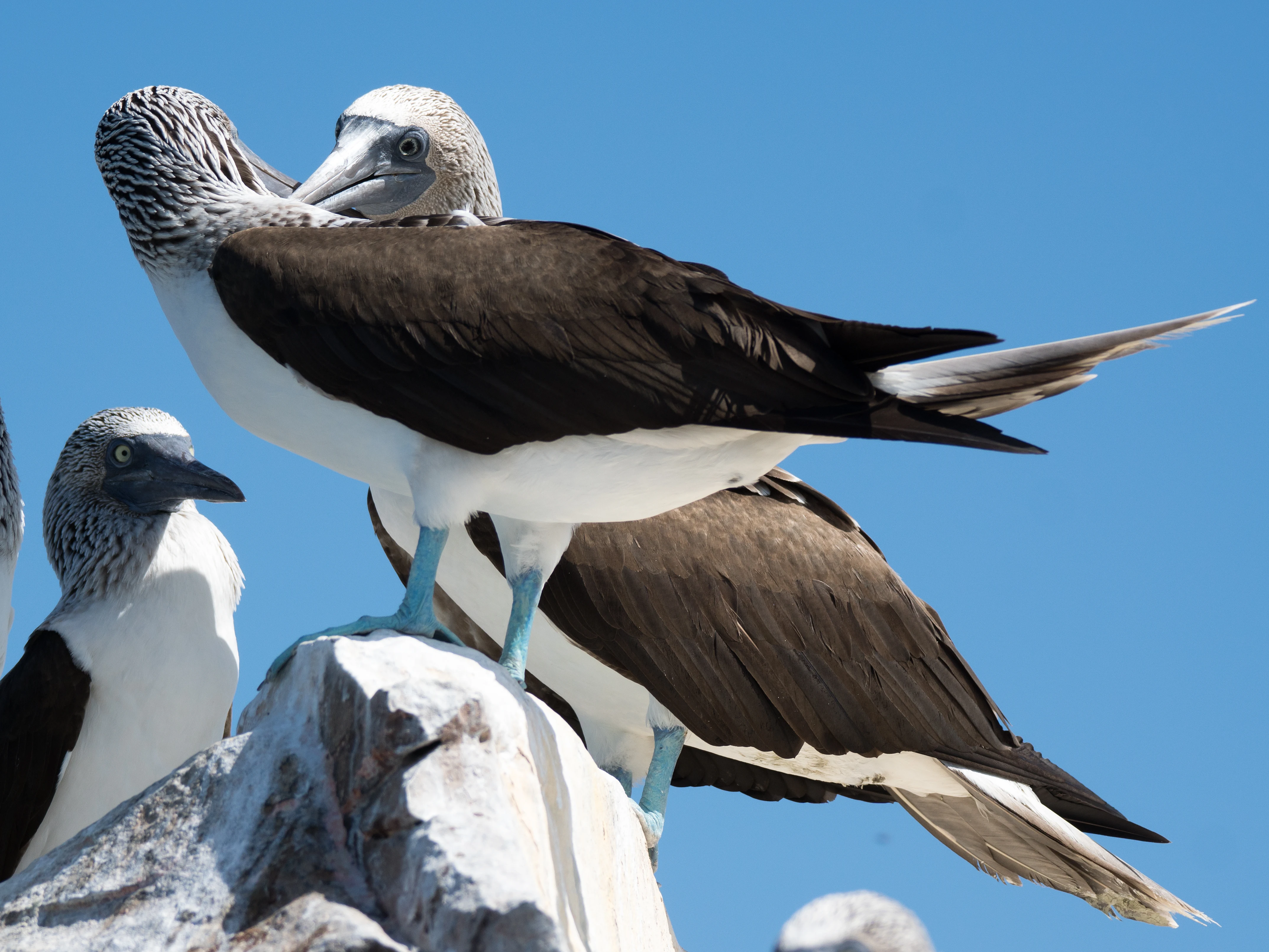 Blue-footed Booby, San Blas, Nayarit, Mexico — photo by Jim Bennett