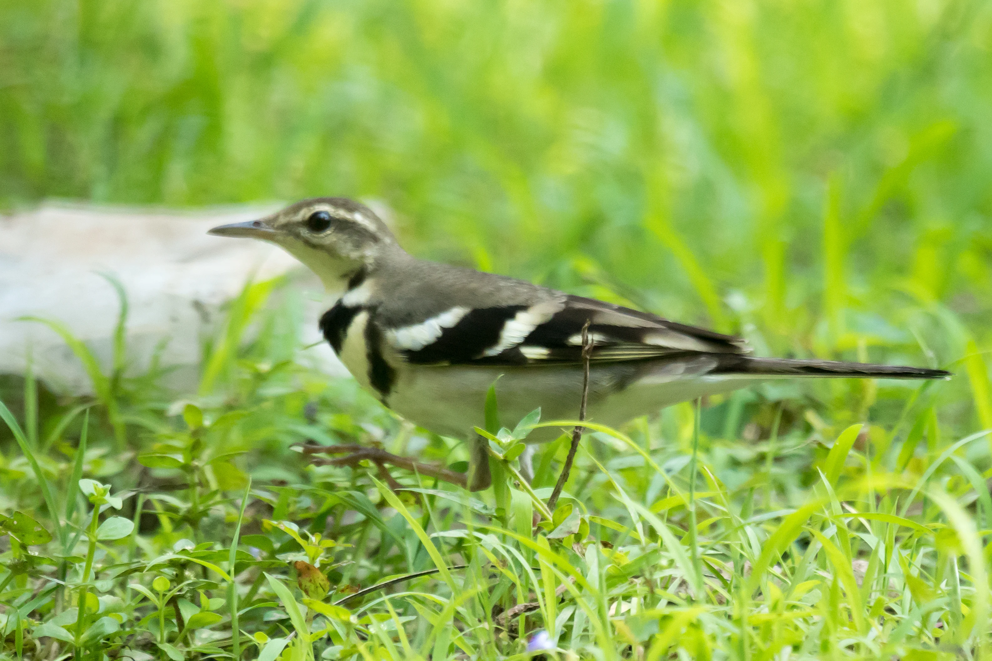 Forest Wagtail, Nelpura Homestay, Kerala, India — photo by Jim Bennett