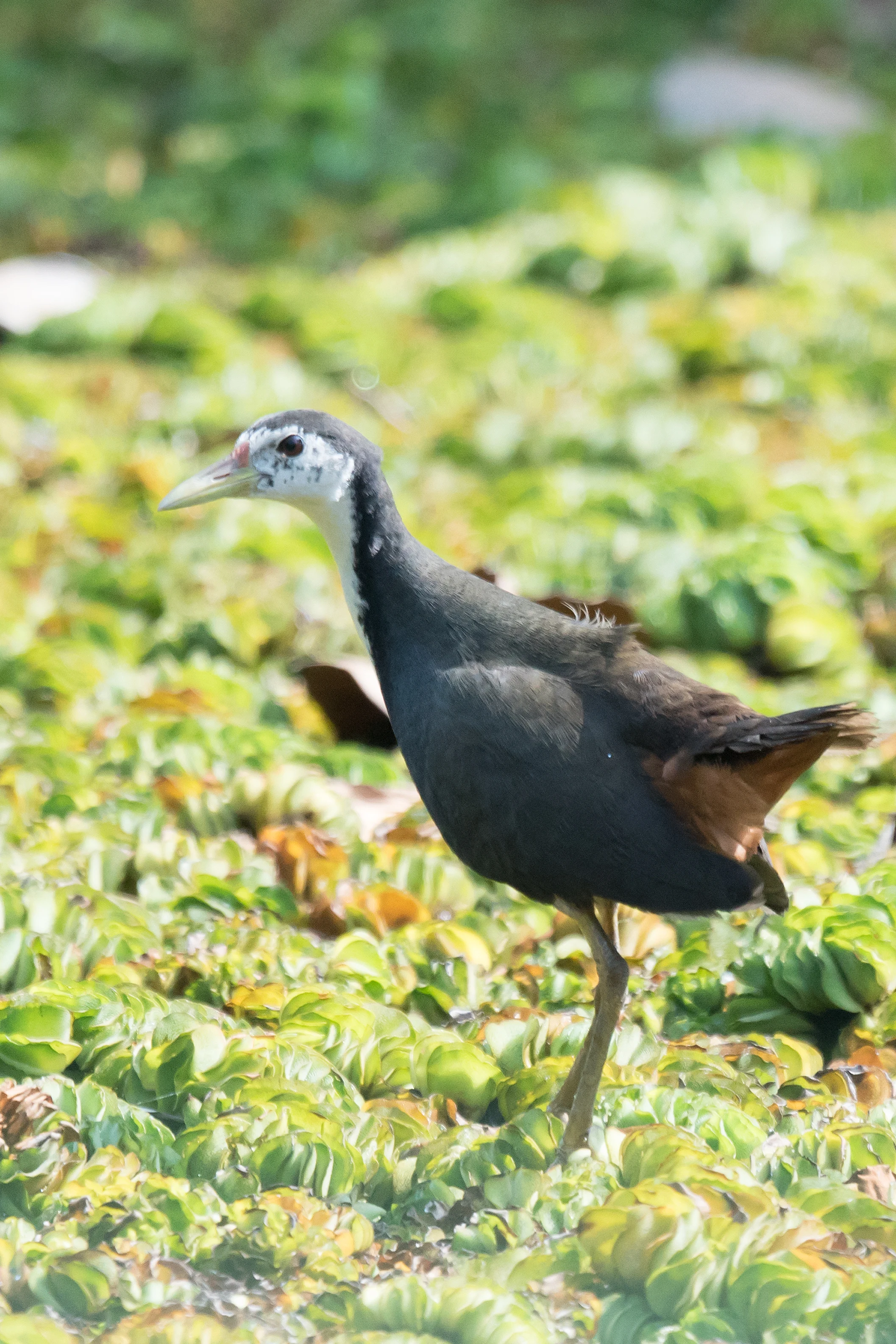White-breasted Waterhen, Nelpura Homestay, Kerala, India — photo by Jim Bennett