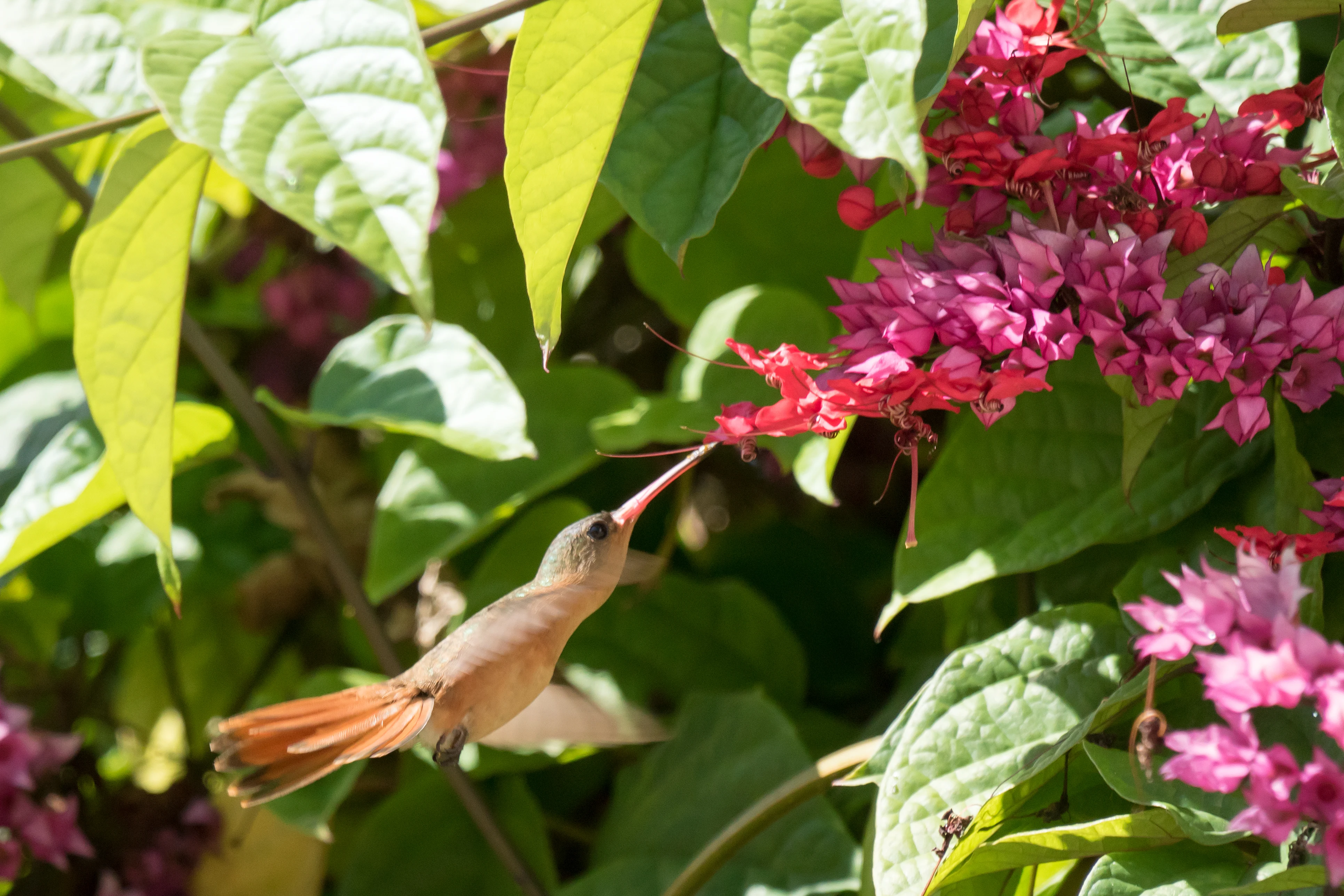 Cinnamon Hummingbird, San Blas, Nayarit, Mexico — photo by Jim Bennett