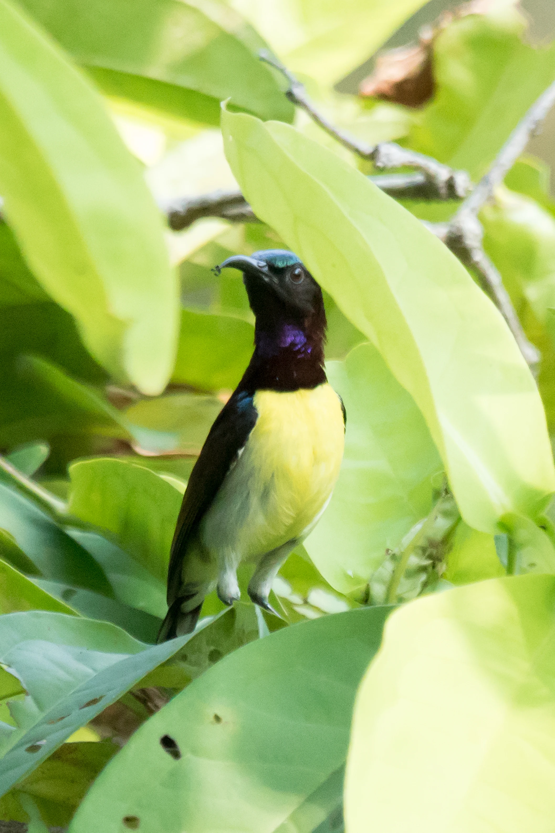 Purple-rumped Sunbird, Nelpura Homestay, Kerala, India — photo by Jim Bennett