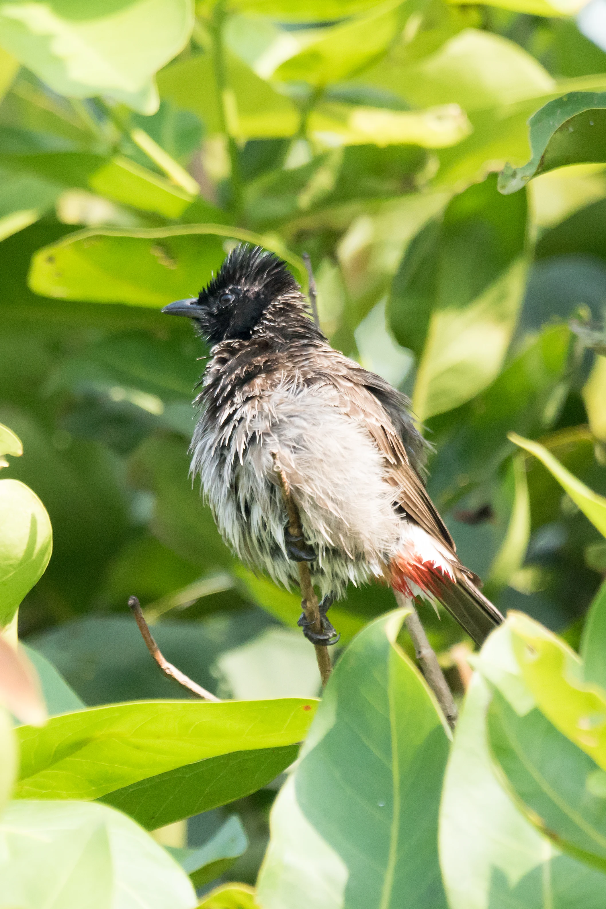 Red-vented Bulbul, Nelpura Homestay, Kerala, India — photo by Jim Bennett